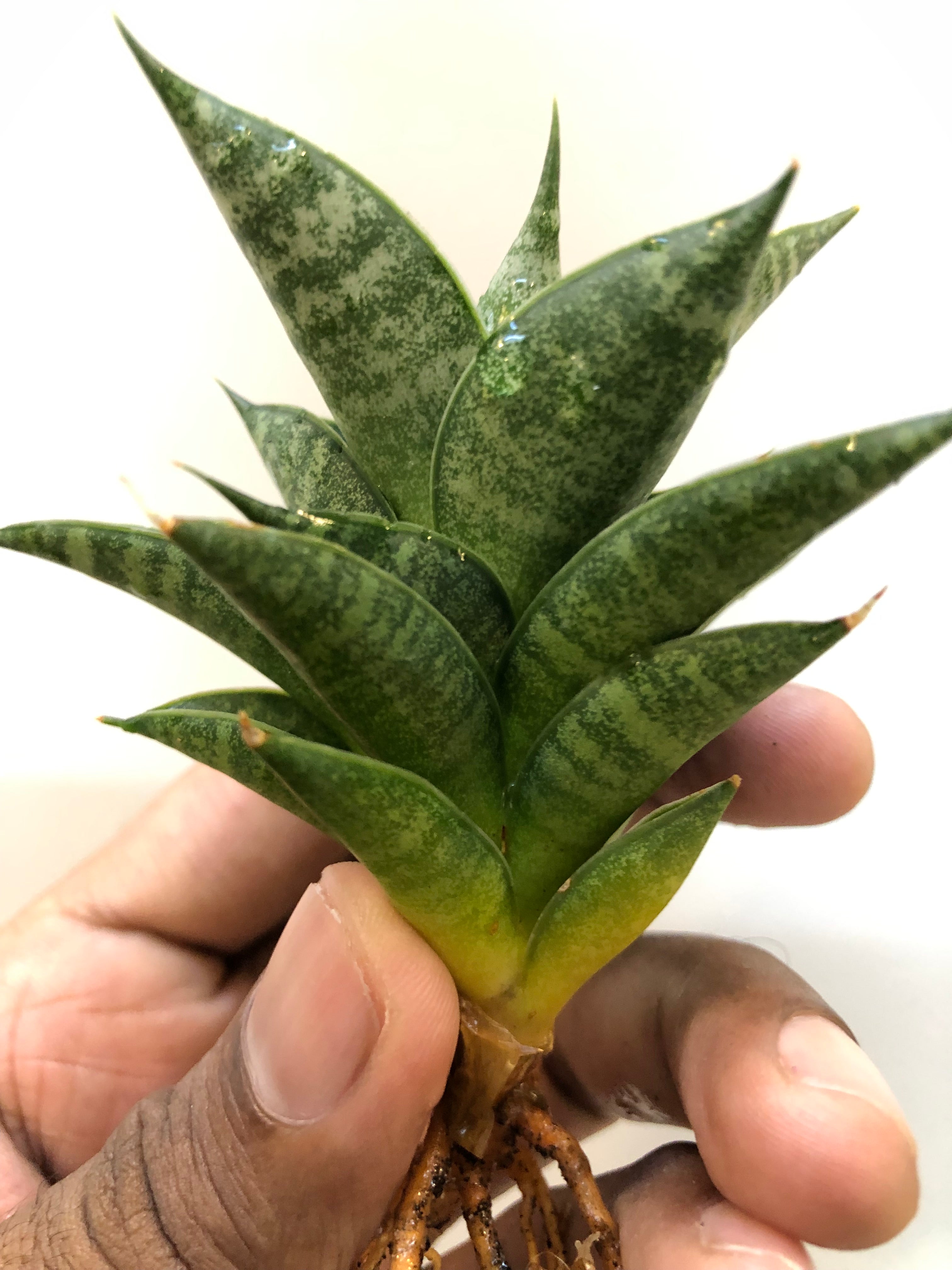 Sansevieria MINIONS