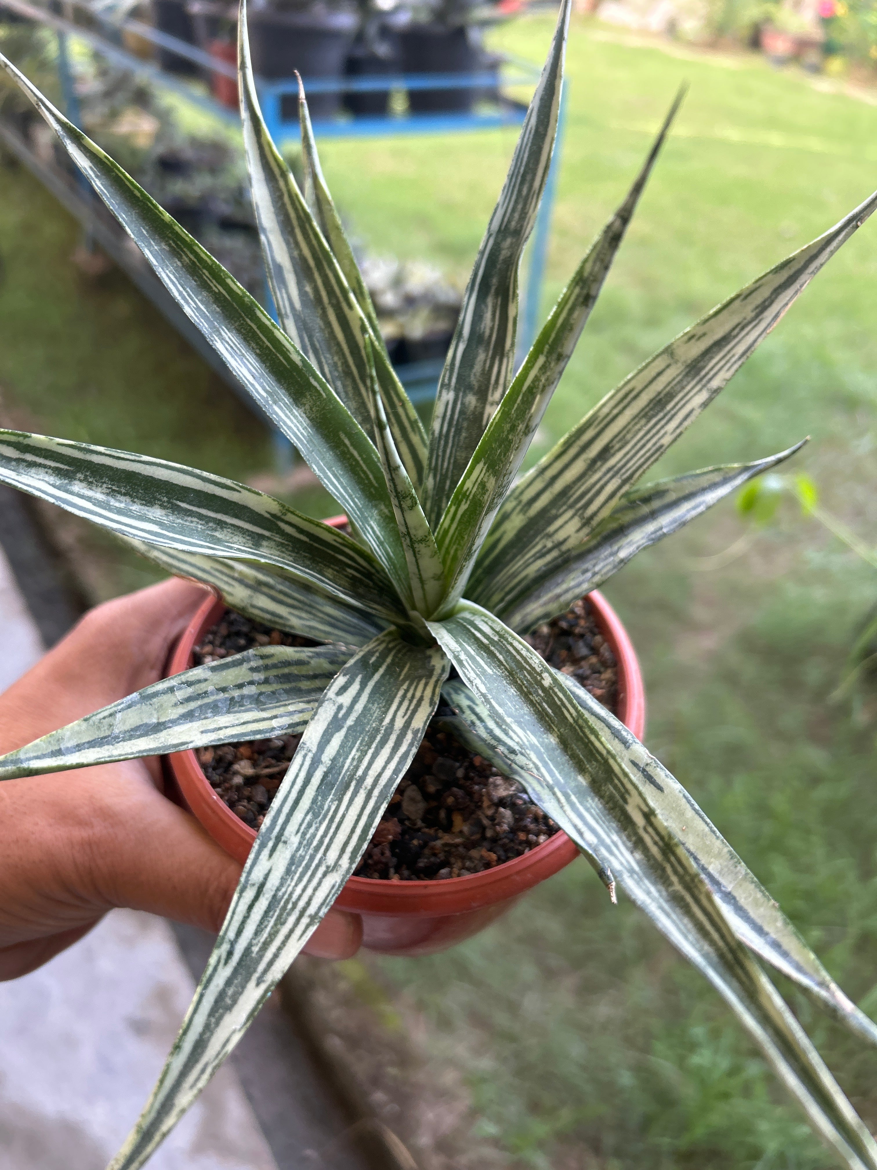 Sansevieria FON PRUM