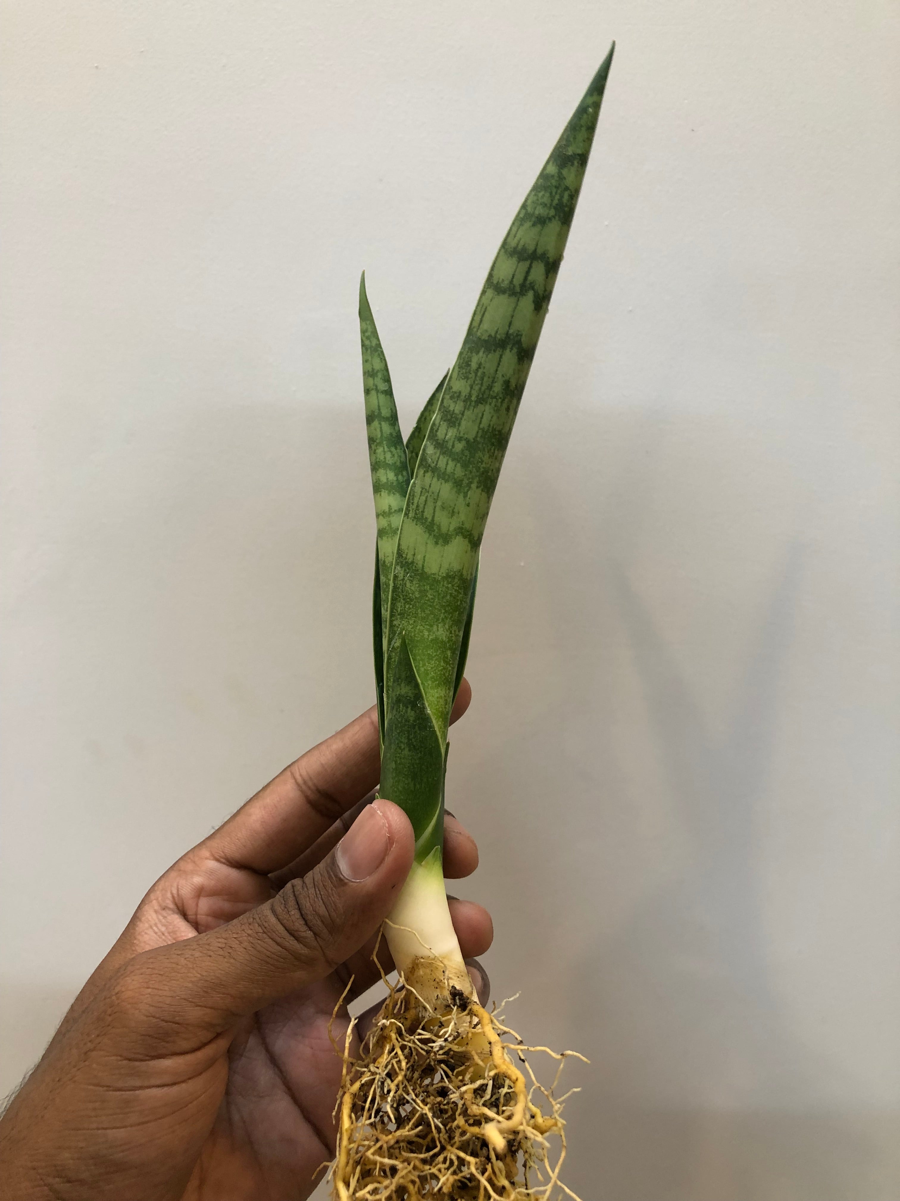 Sansevieria BALLERINA