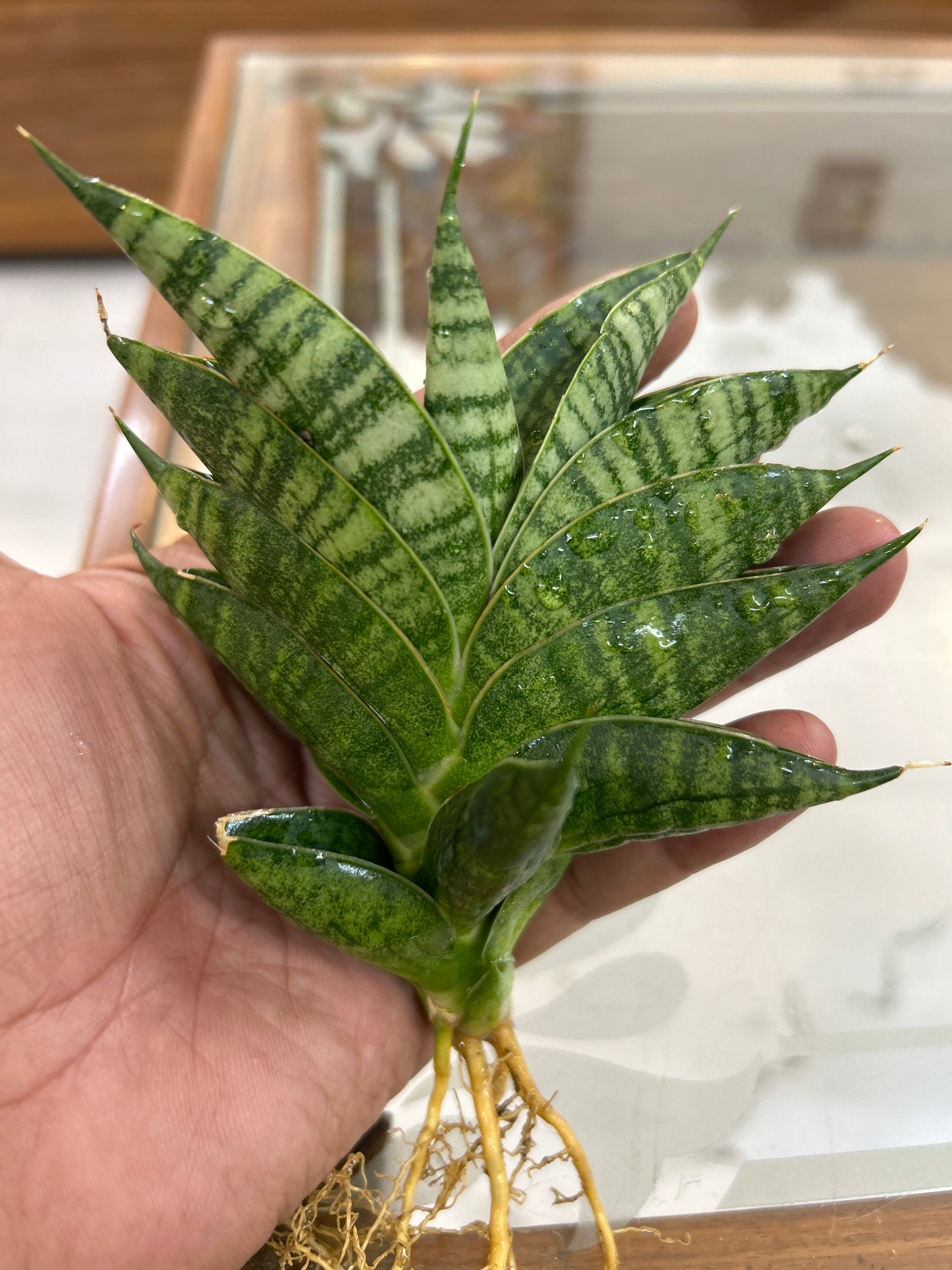 Sansevieria SINDORO