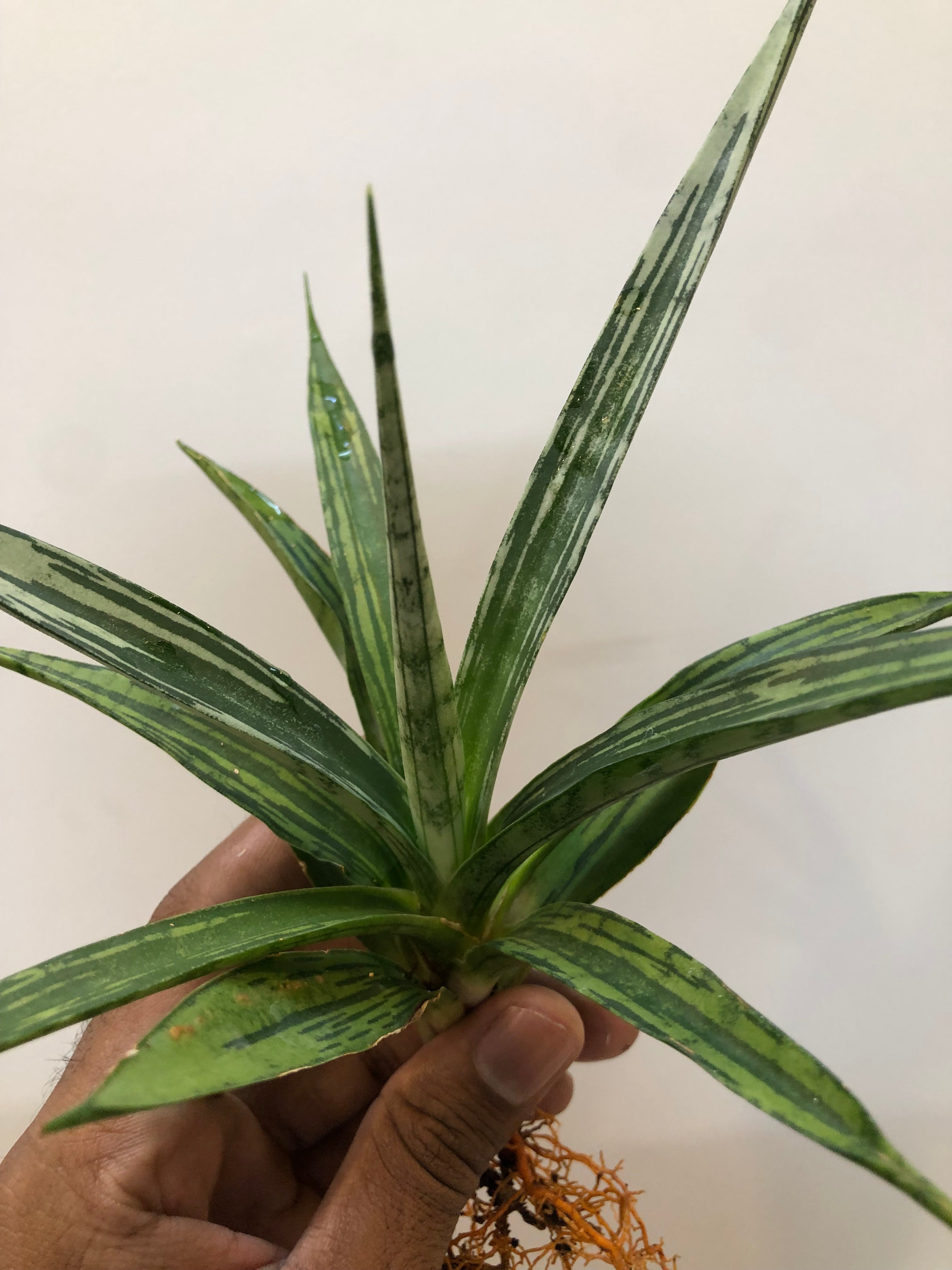 Sansevieria FON PRUM