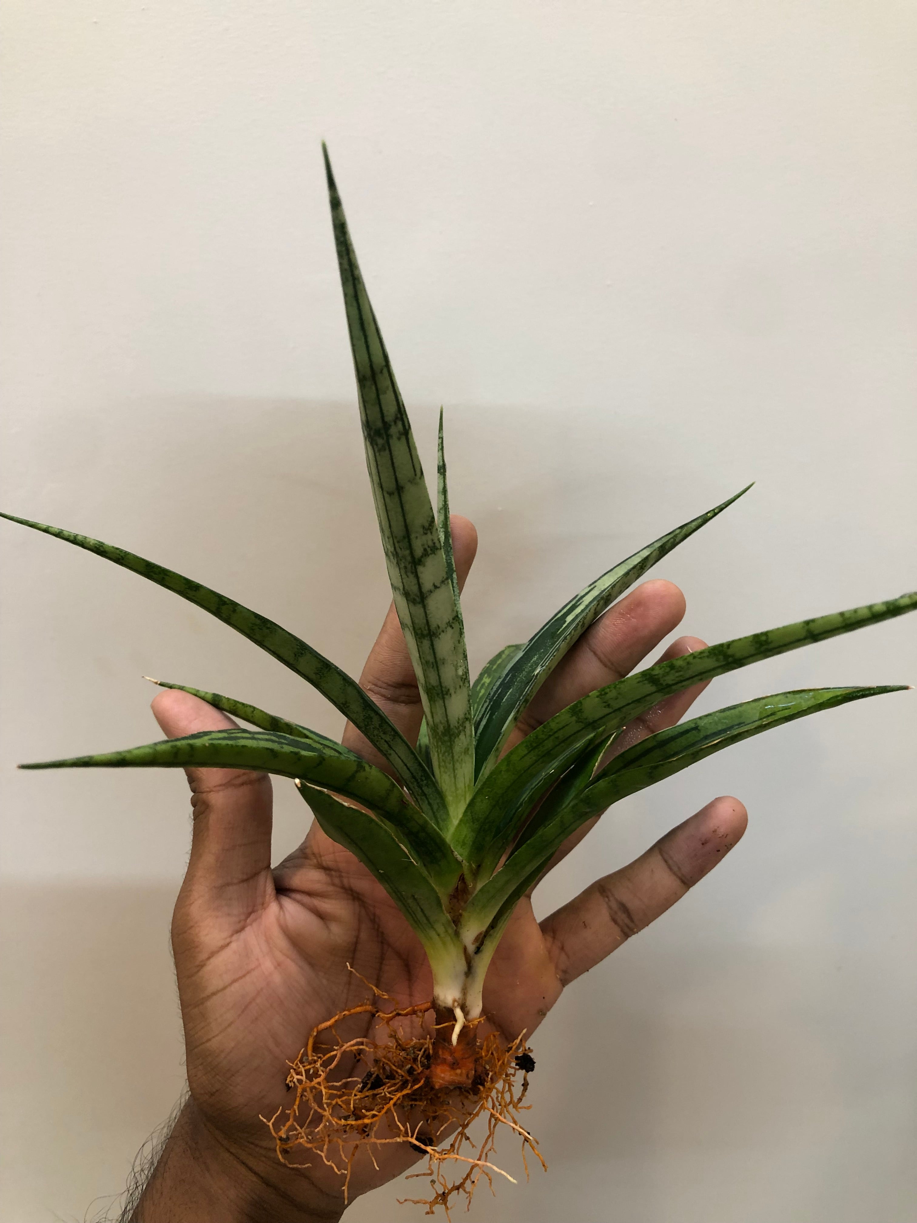 Sansevieria FON PRUM