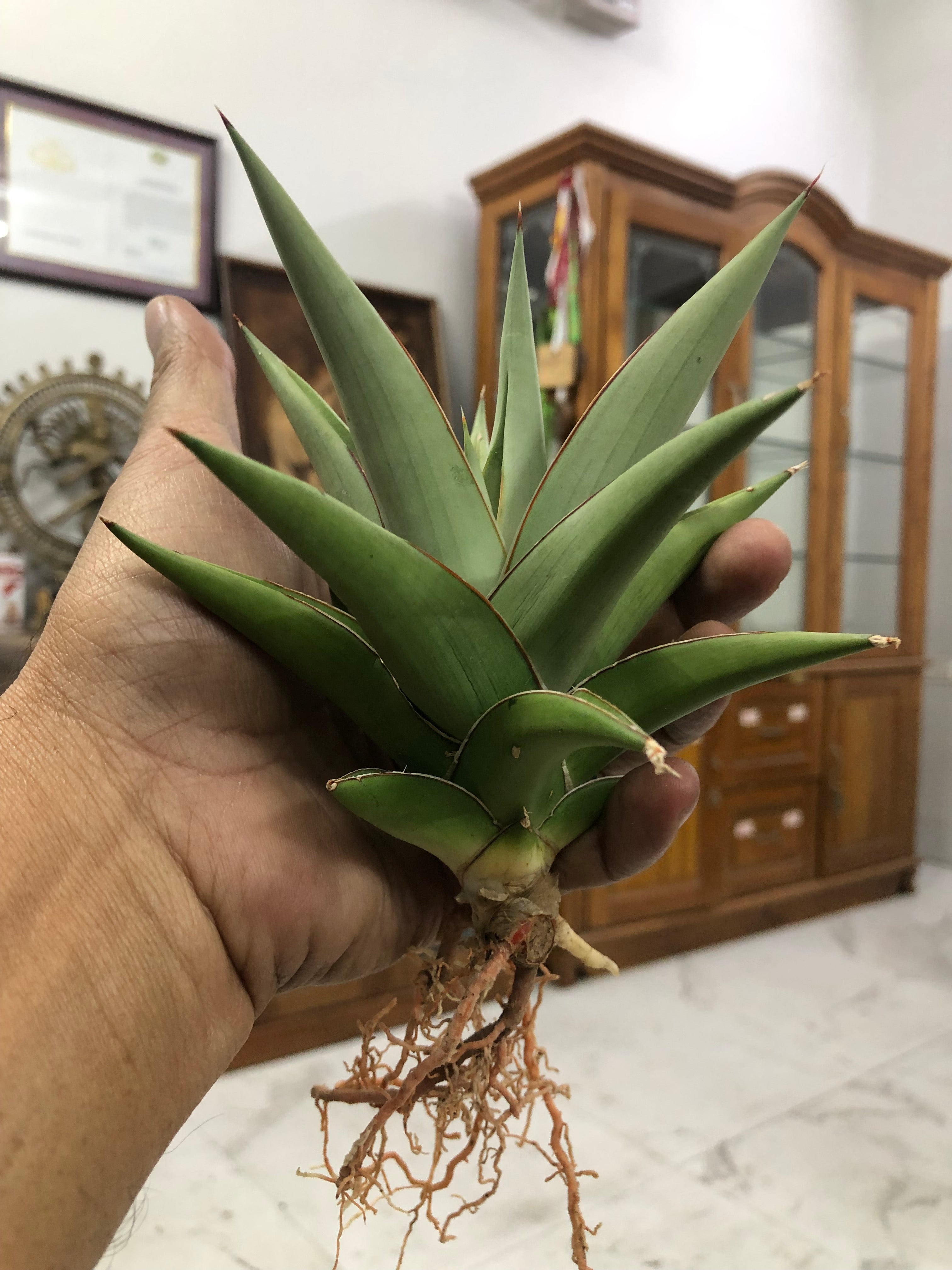 Sansevieria TOWER SILVER