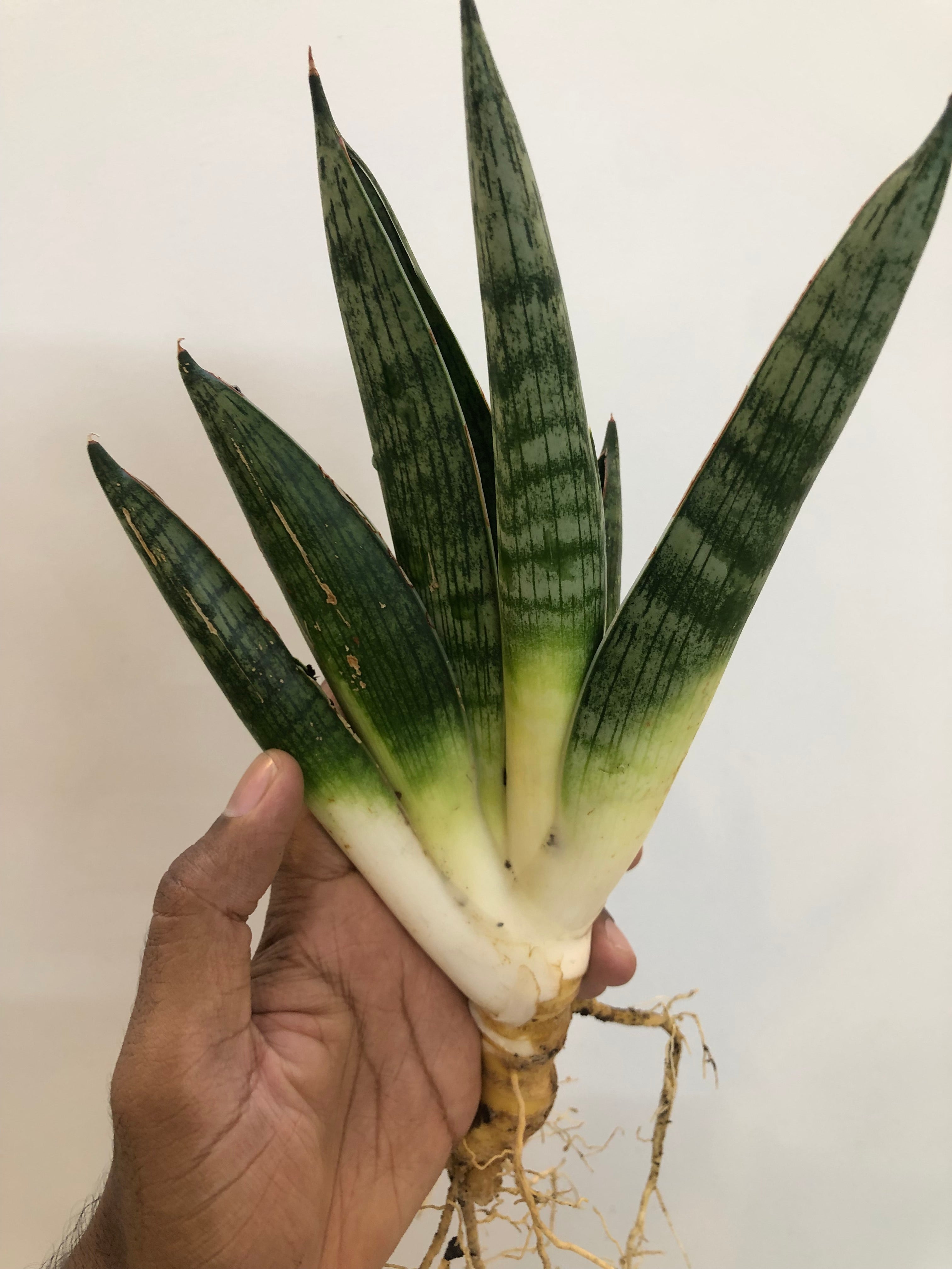 Sansevieria MACHO