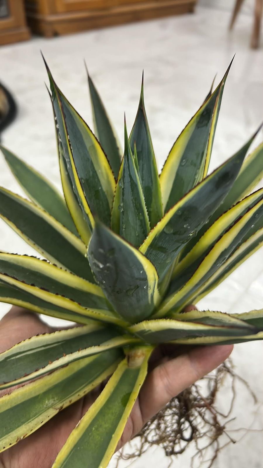 Agave SUNGLOW