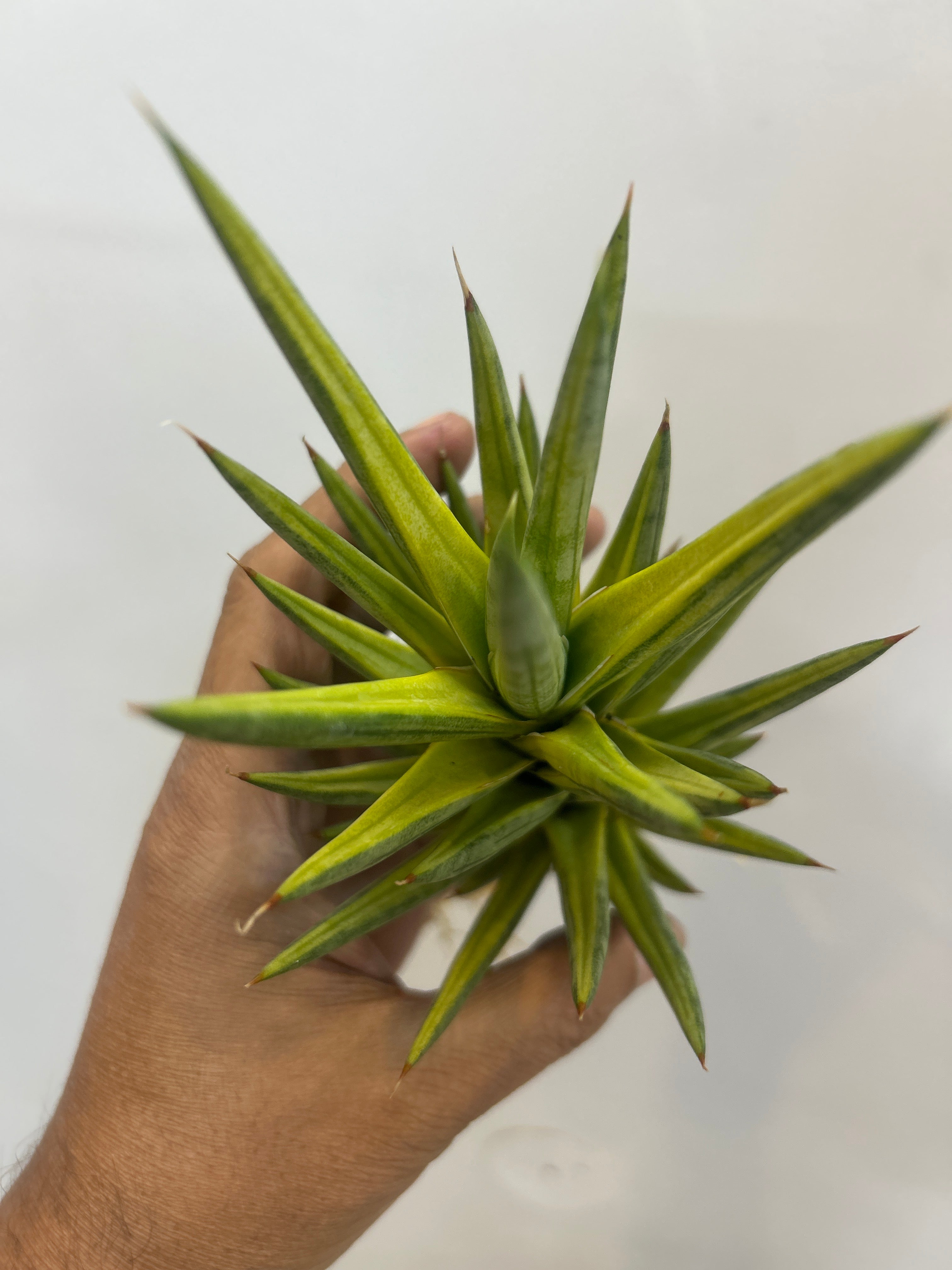 Sansevieria FRANCISSI YELLOW VARIEGATED