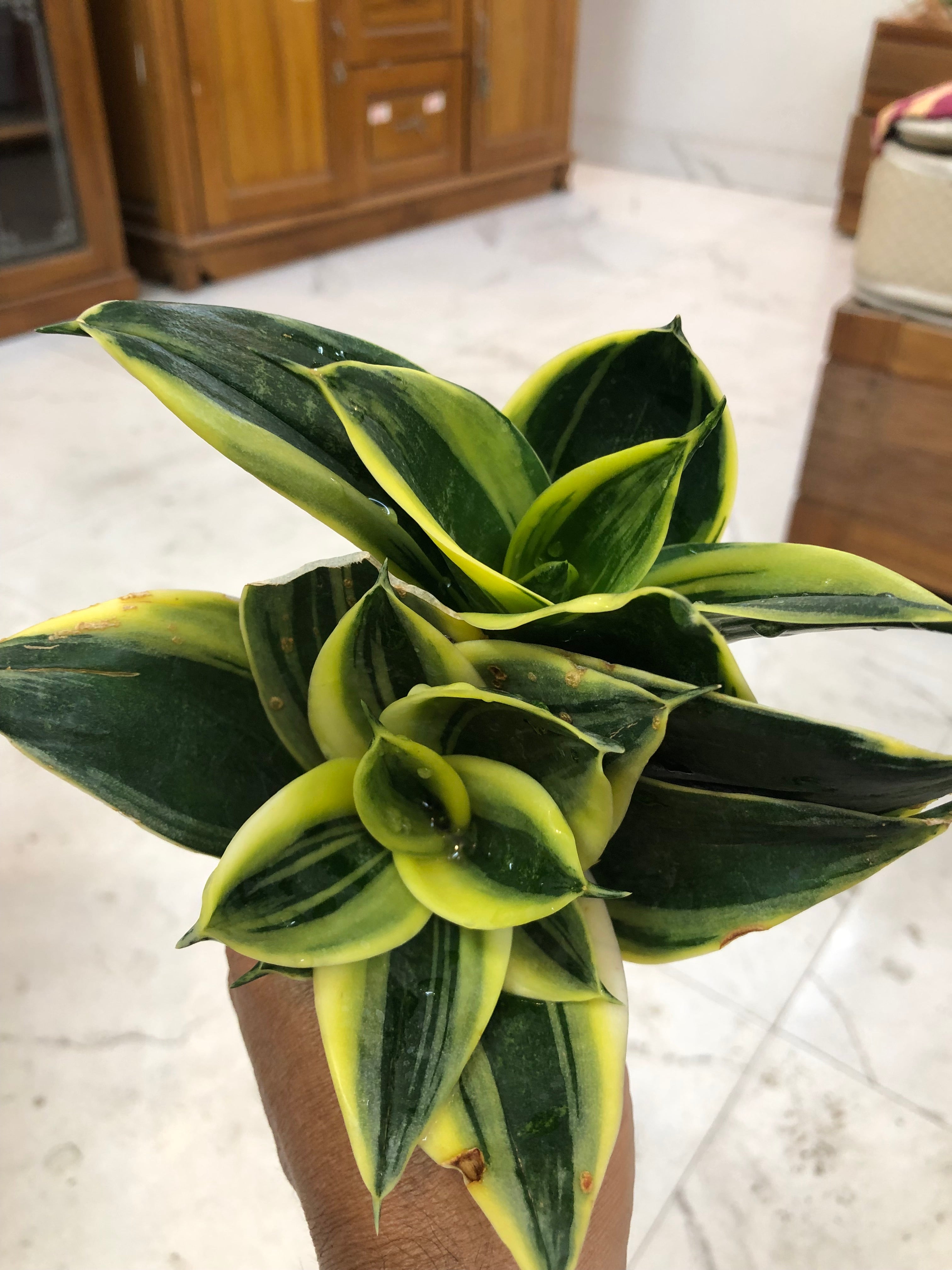 Sansevieria GOLDFLAME DWARF VARIETY