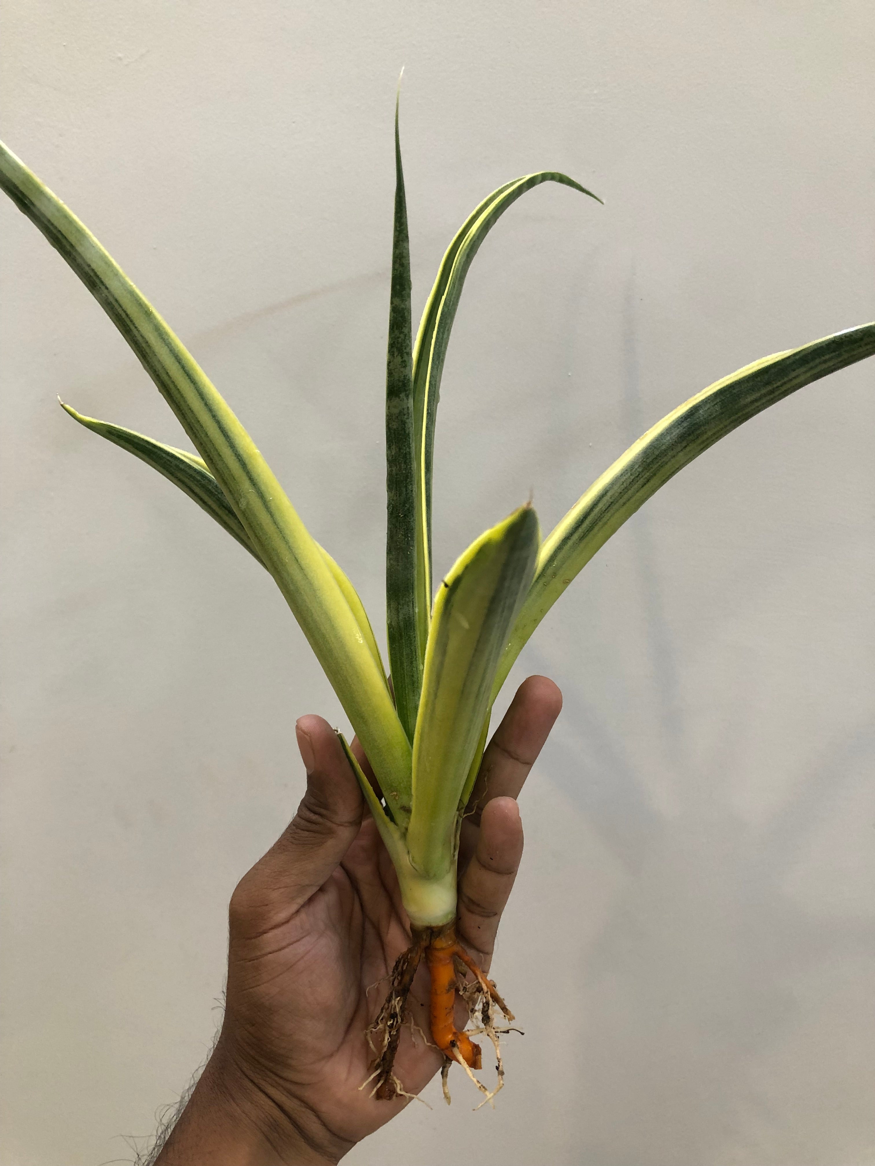 Sansevieria UGANDA VAR