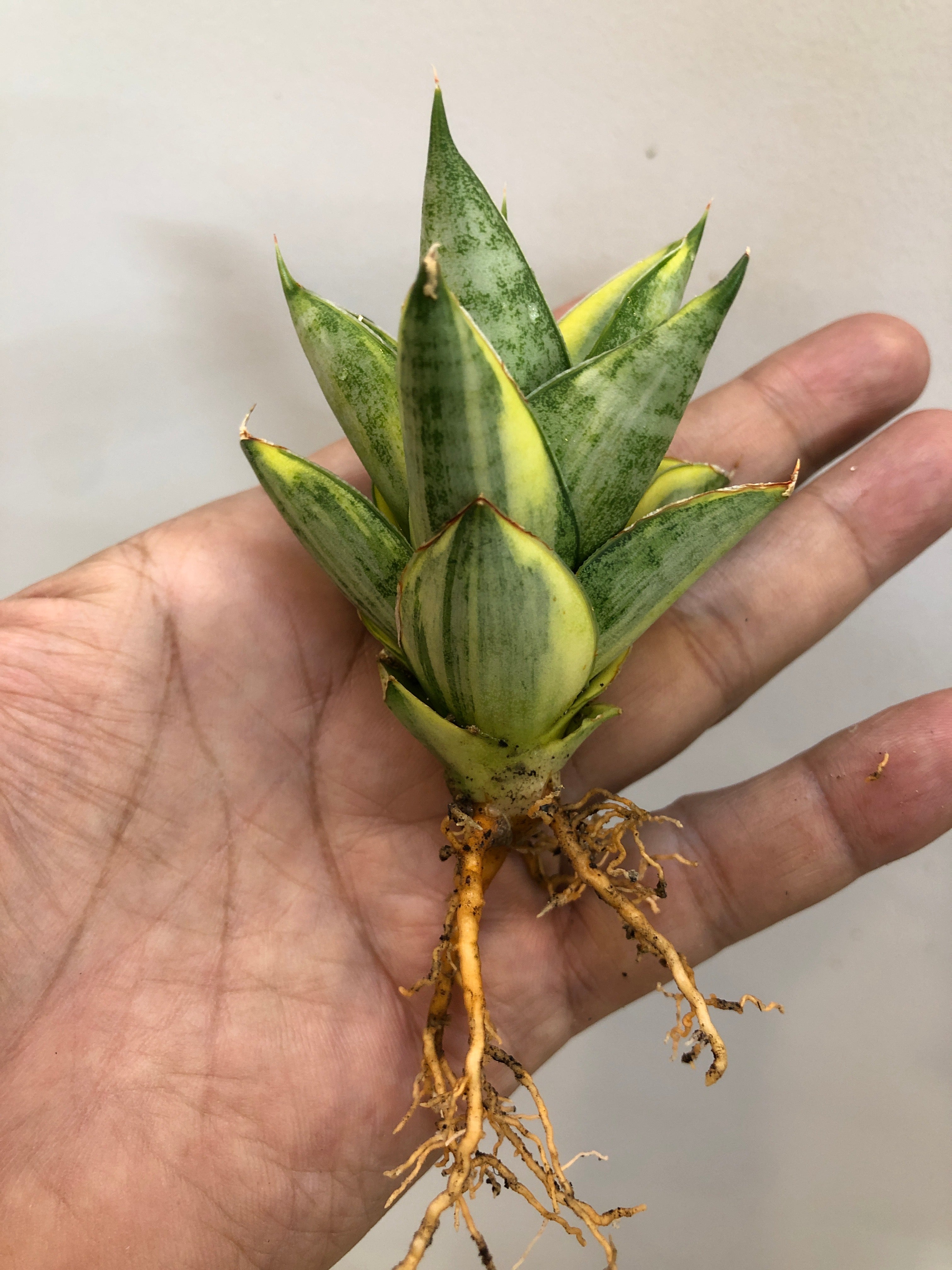 Sansevieria PAGODA VAR