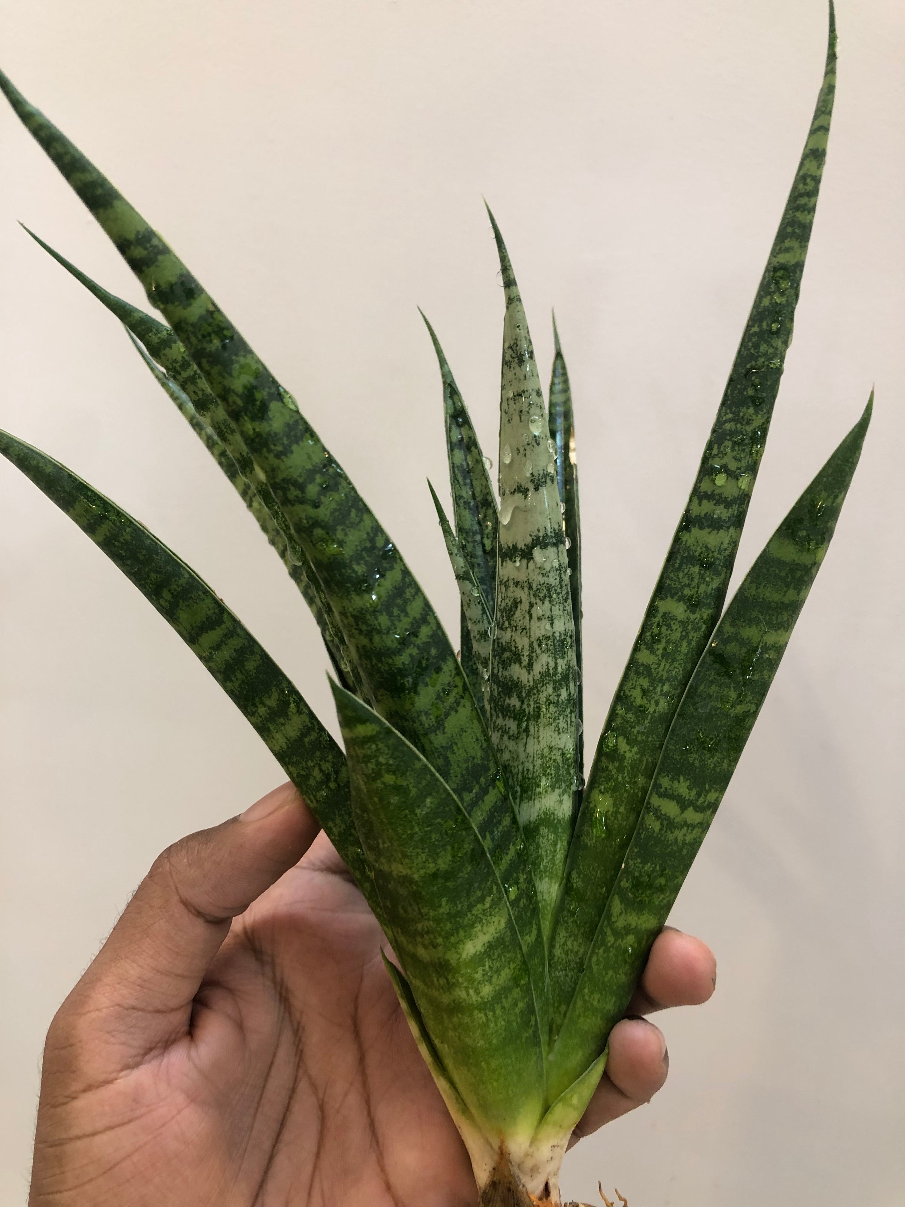 Sansevieria CHAIYO