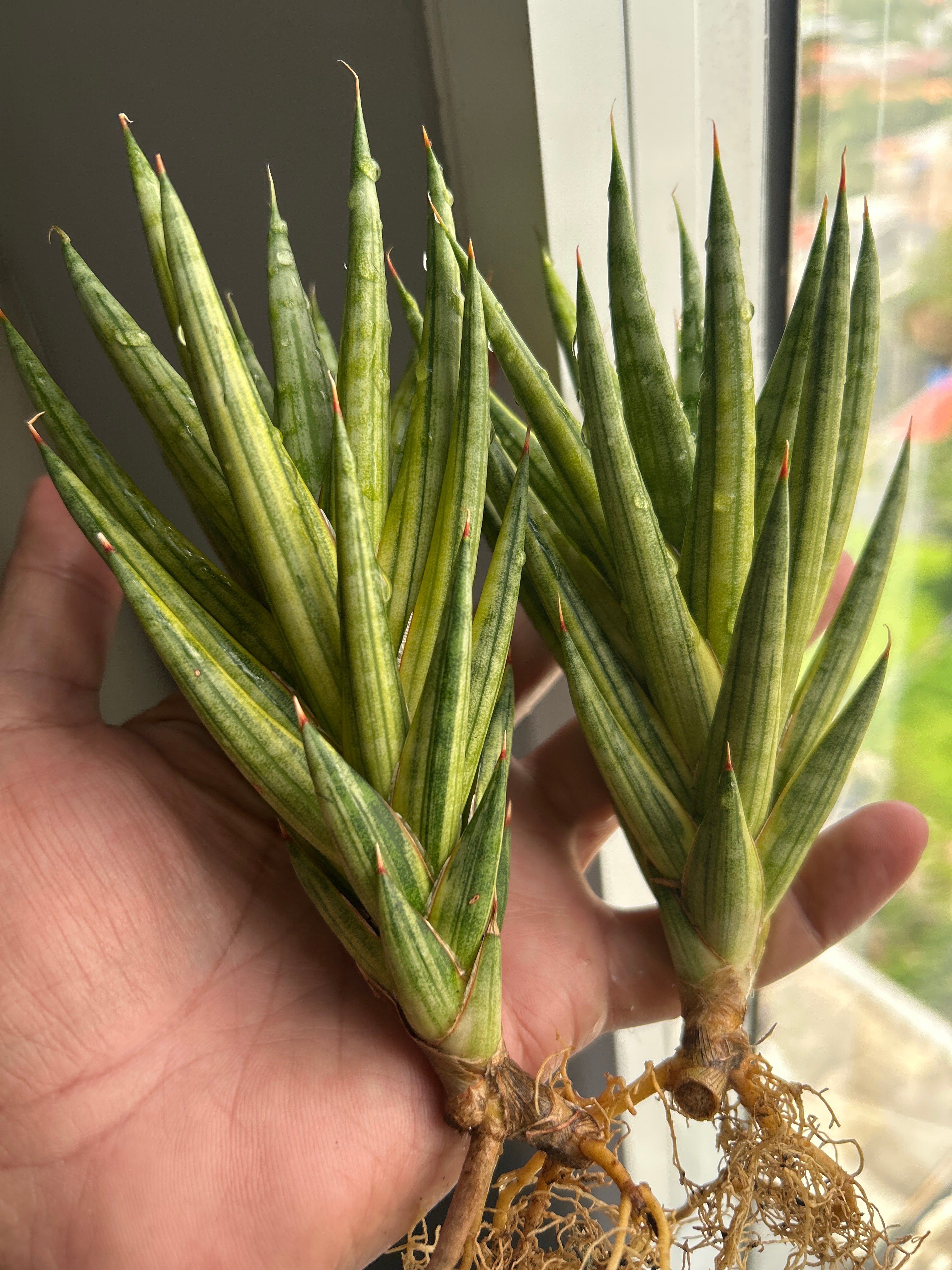 Sansevieria Francissi Yellow Var