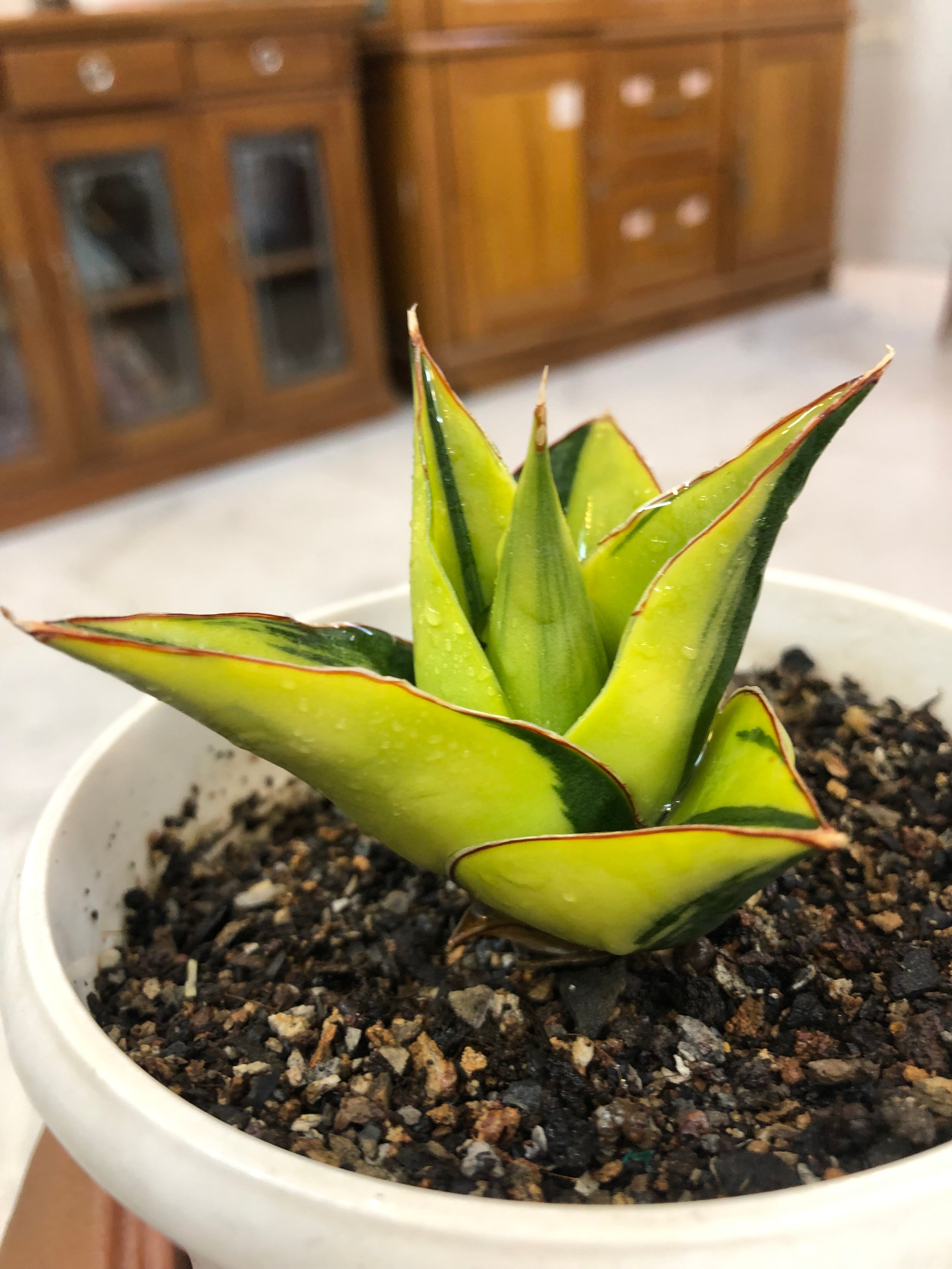 Sansevieria TOWER BLUE