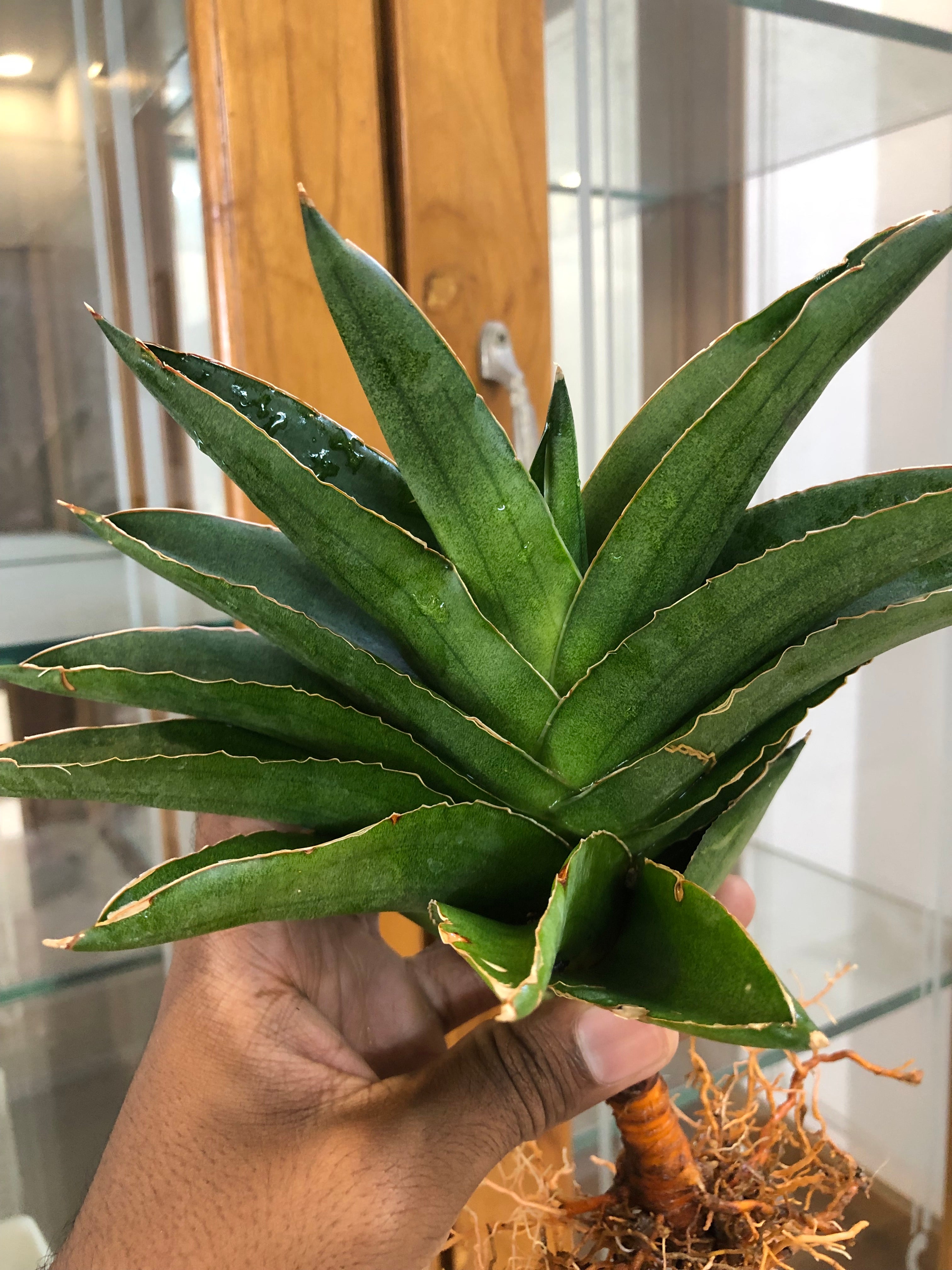 Sansevieria Andaman – Exotic Compact Indoor Plant