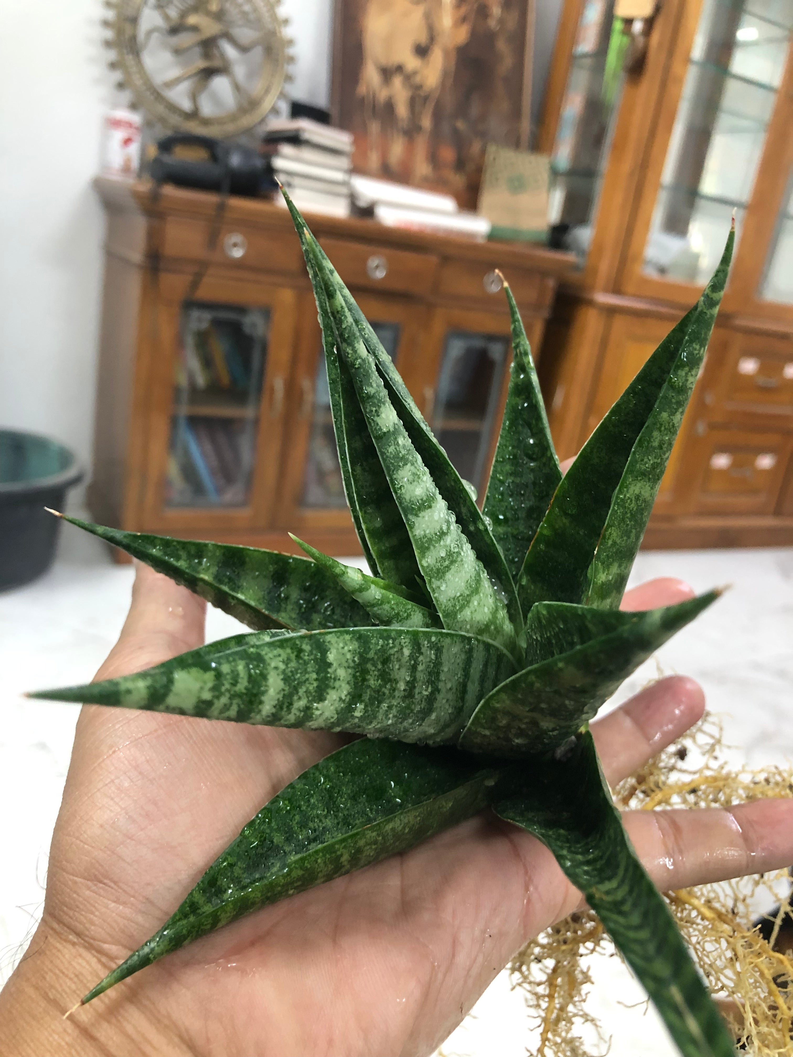 Sansevieria VALI