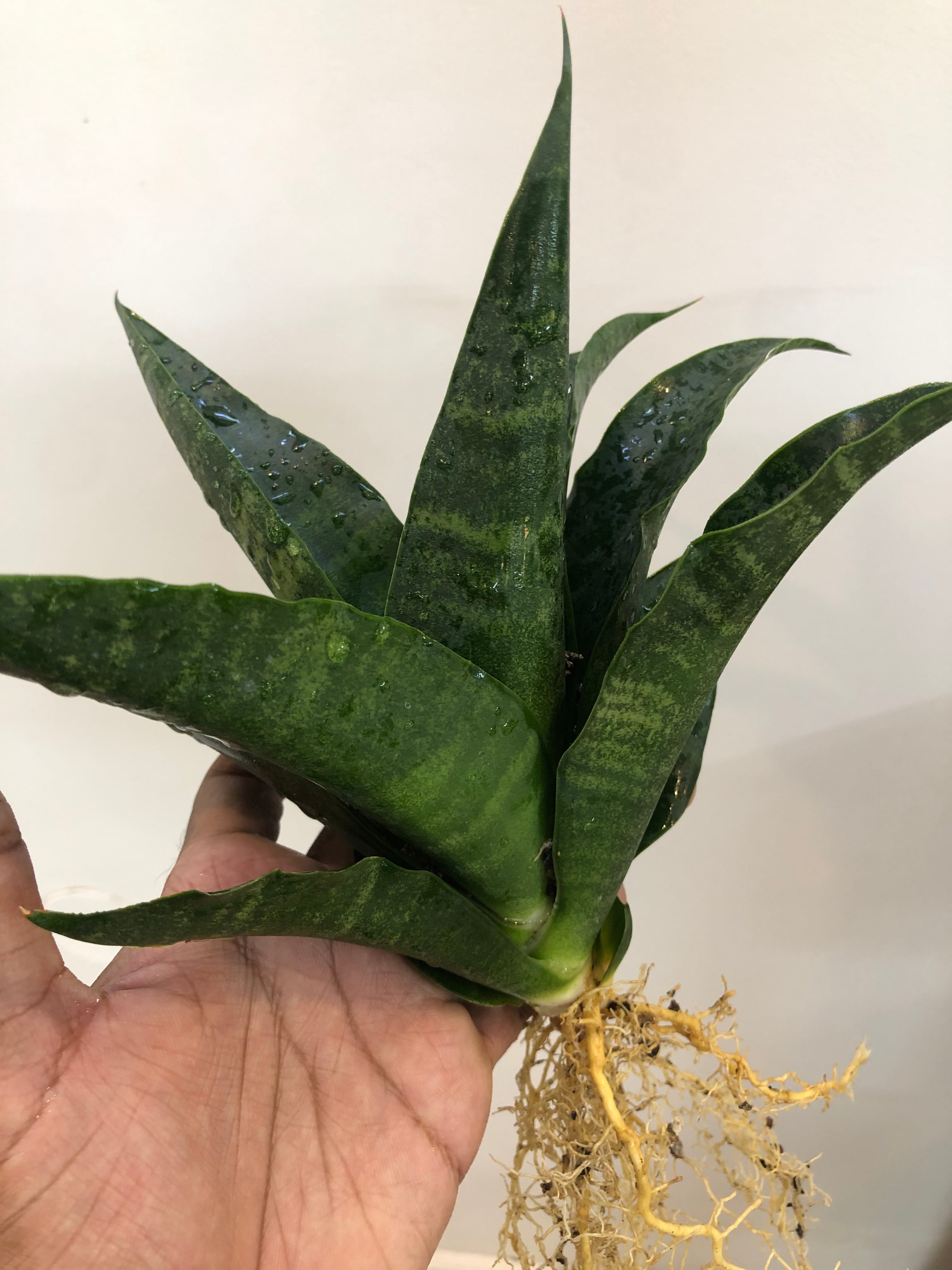 Sansevieria BLACK DOG