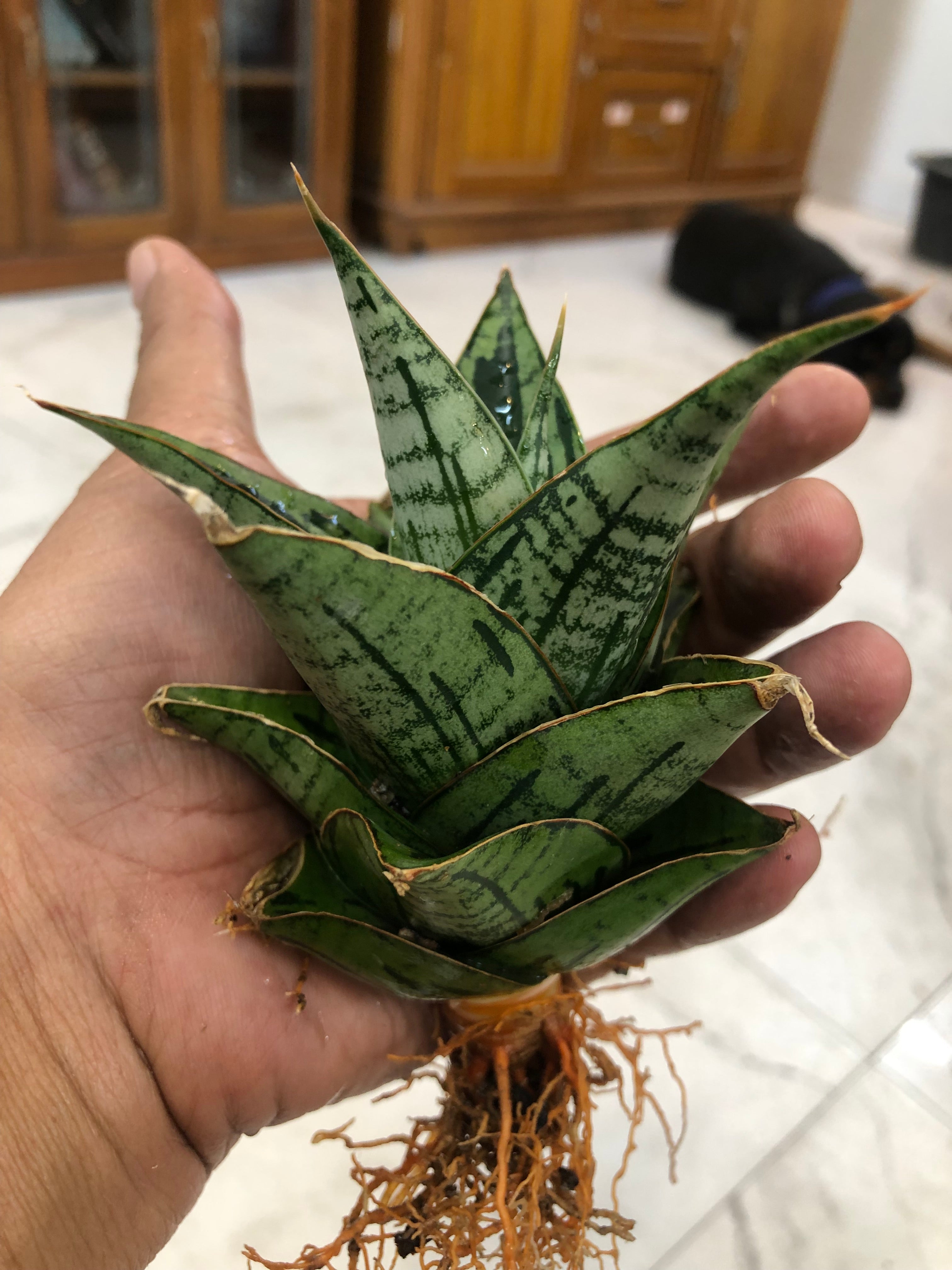 Sansevieria KAISAR