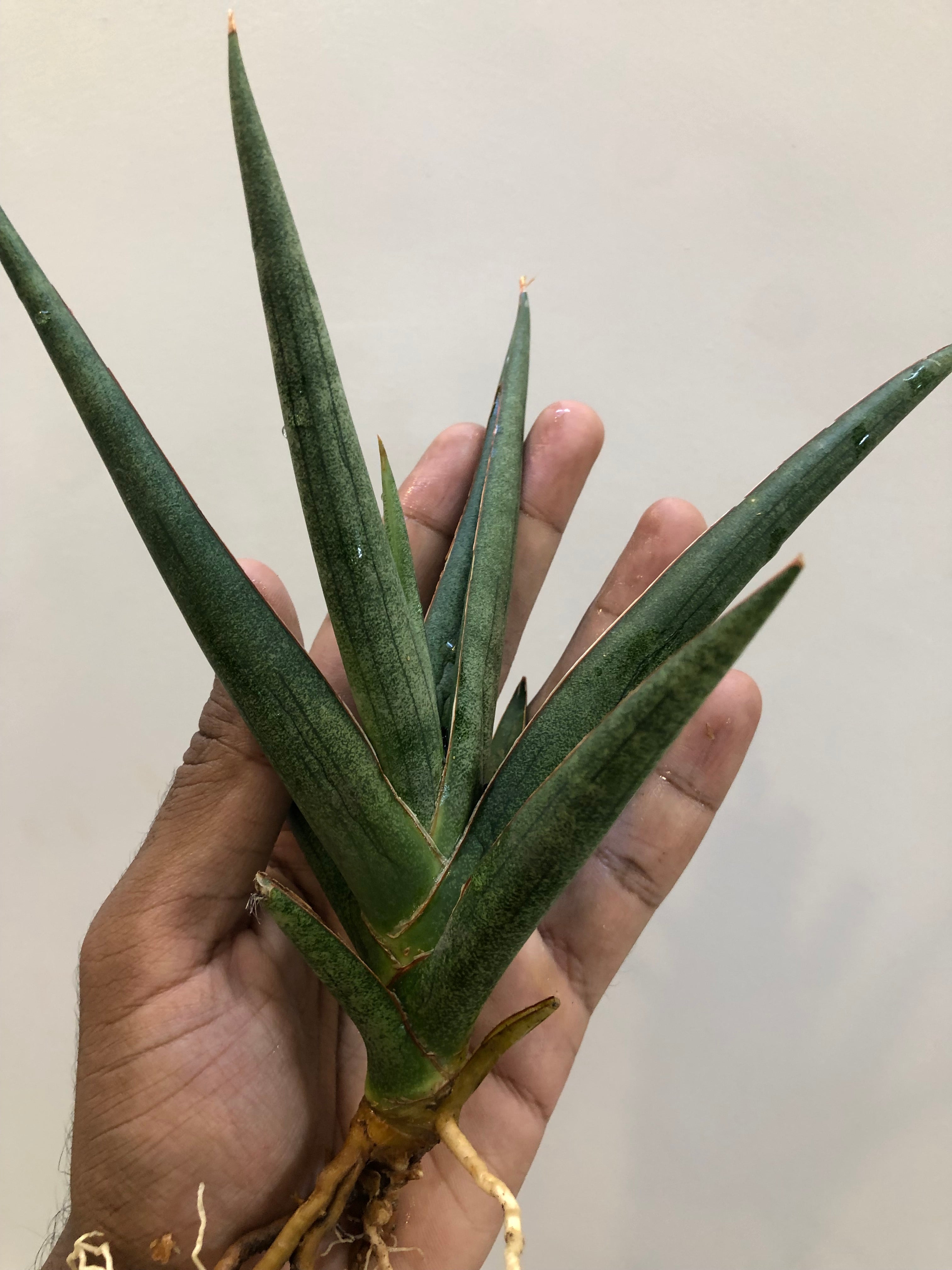 Sansevieria DAWWA