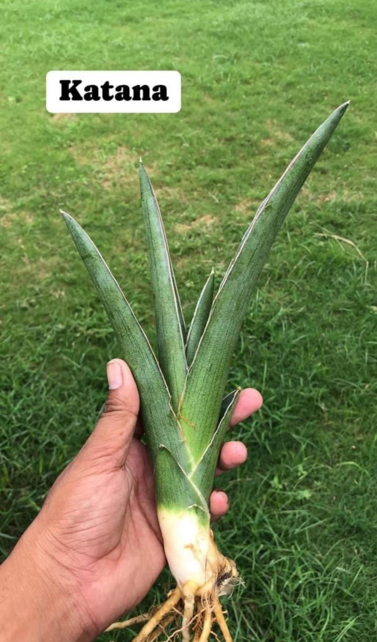 Sansevieria Large Plants Combo #113