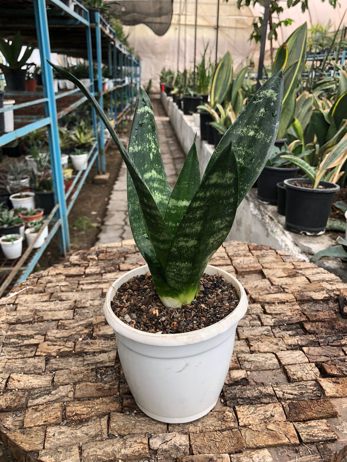 Sansevieria Combo Offer Of 5 (T)