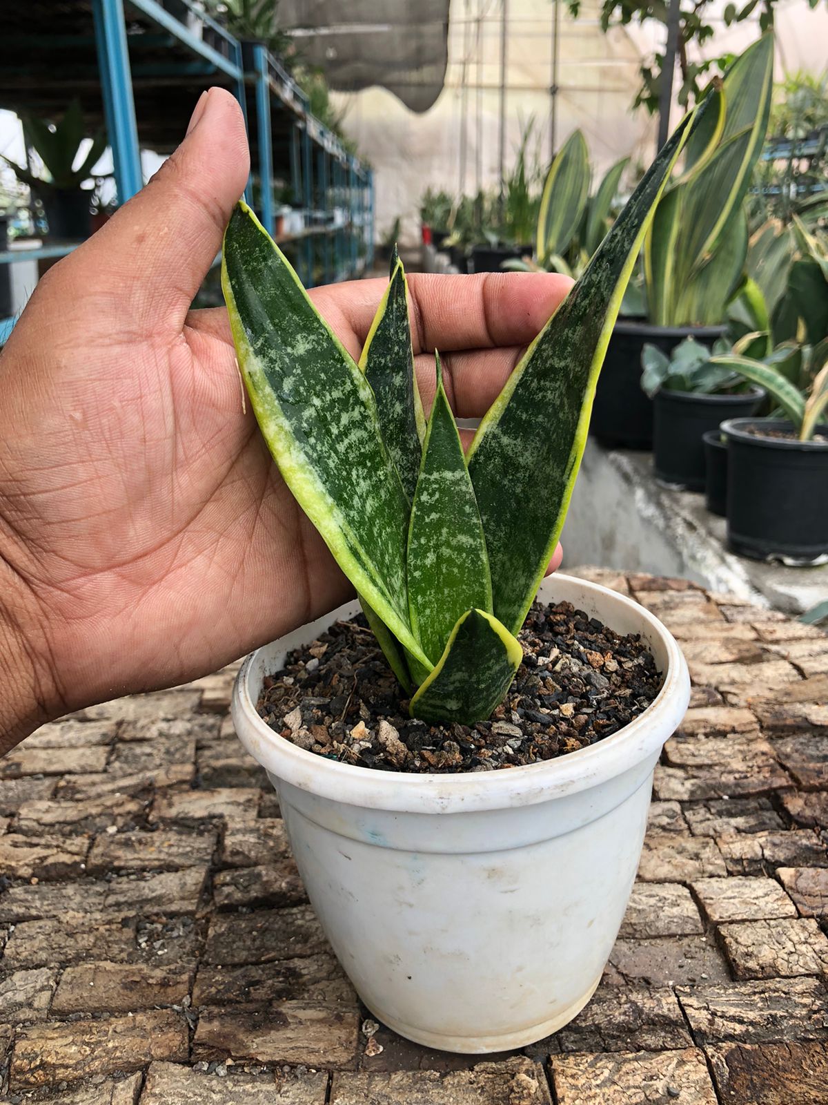 Sansevieria Combo Offer Of 5 (T)