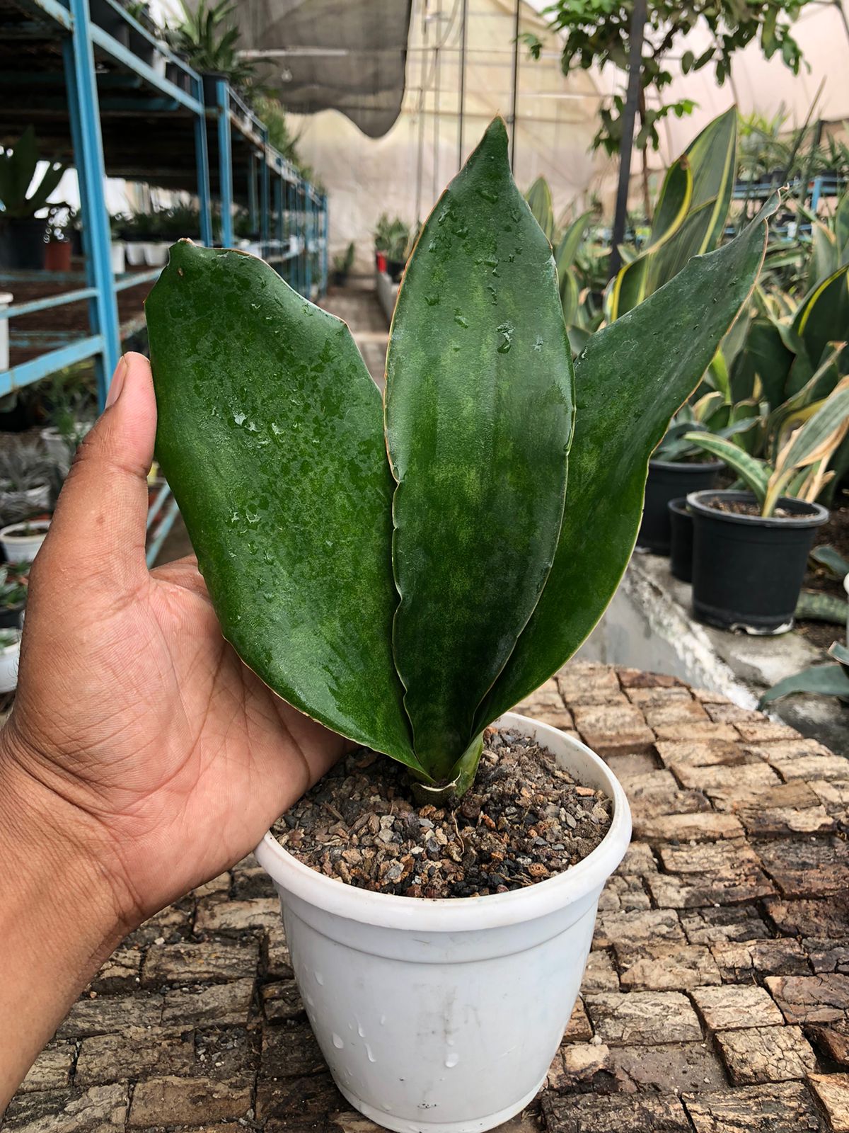 Sansevieria Combo Offer Of 5 (T)