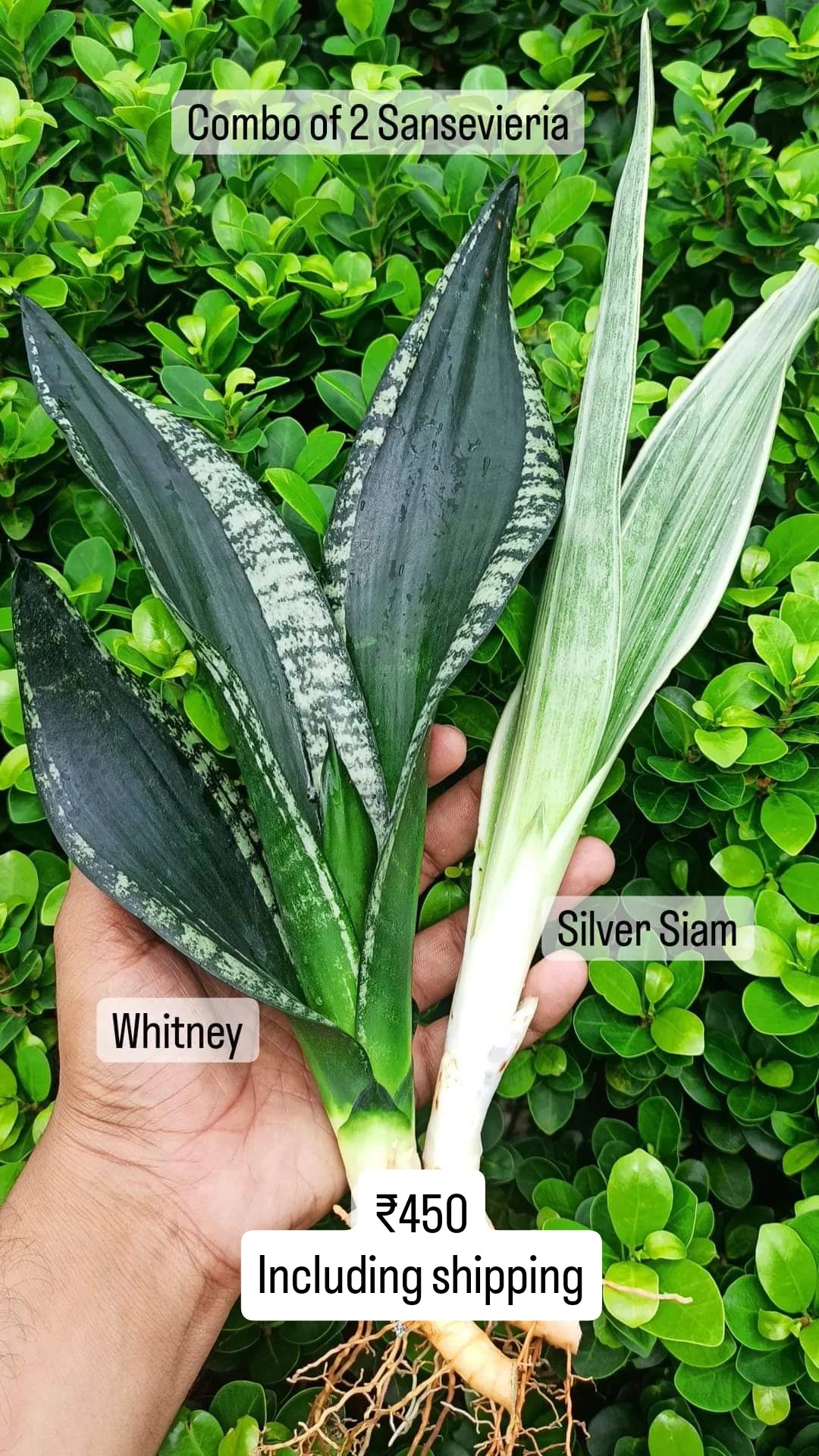 Sansevieria Combo Offer Of 2 (Q)