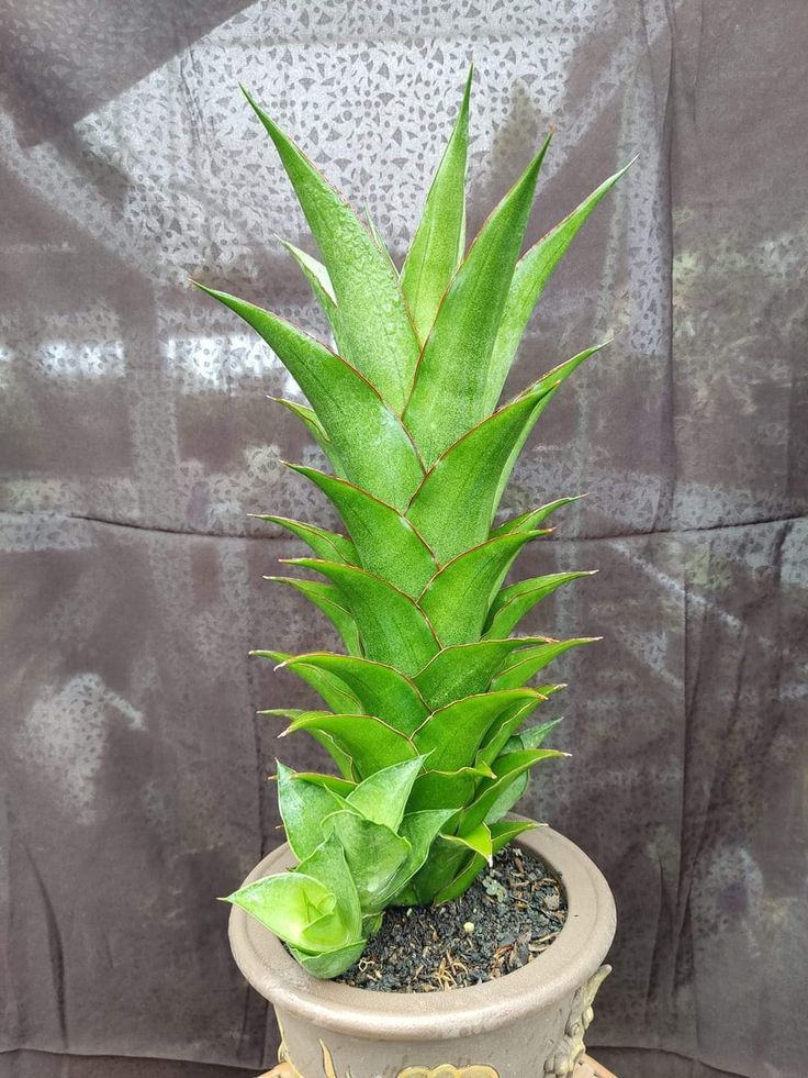 Sansevieria PUYEK
