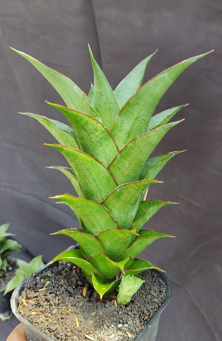 Sansevieria PUYEK