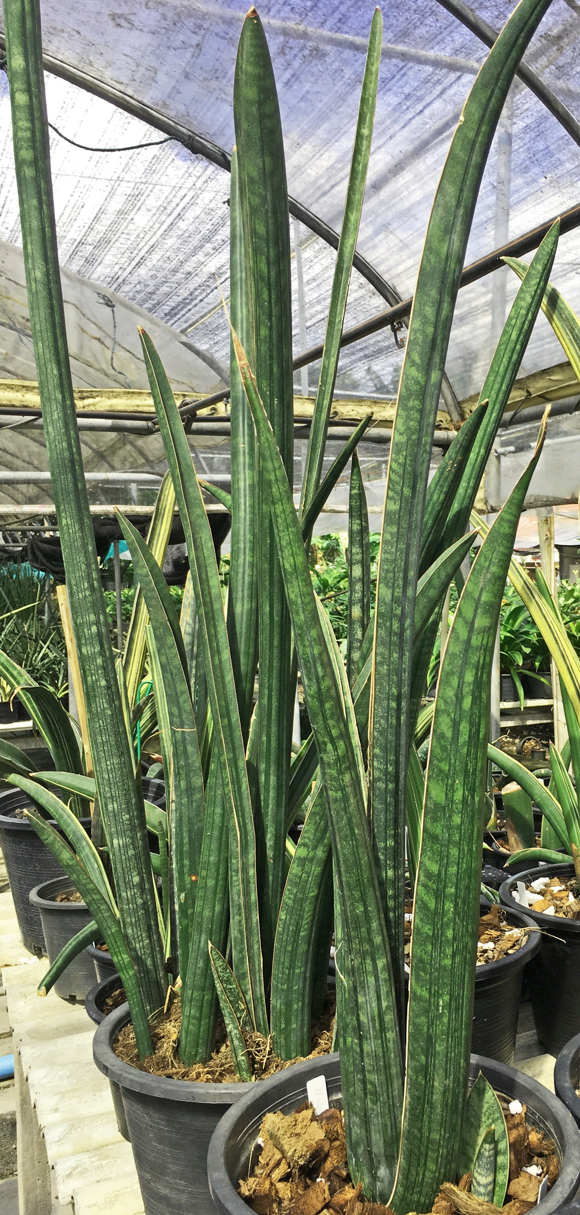 Sansevieria MALAWI BATS