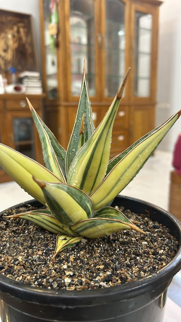 Sansevieria Pinguicula Variegated