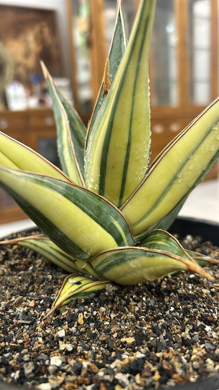 Sansevieria Pinguicula Variegated