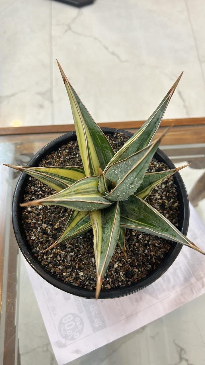 Sansevieria Pinguicula Variegated