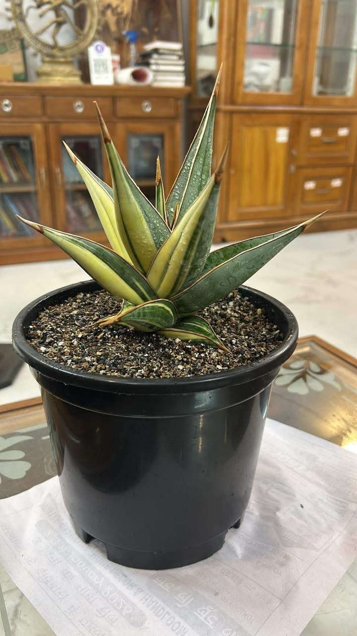 Sansevieria Pinguicula Variegated