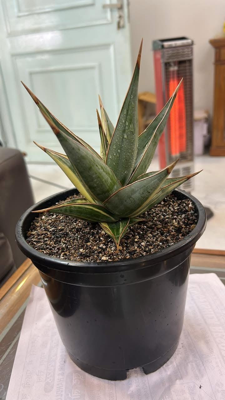 Sansevieria Pinguicula Variegated