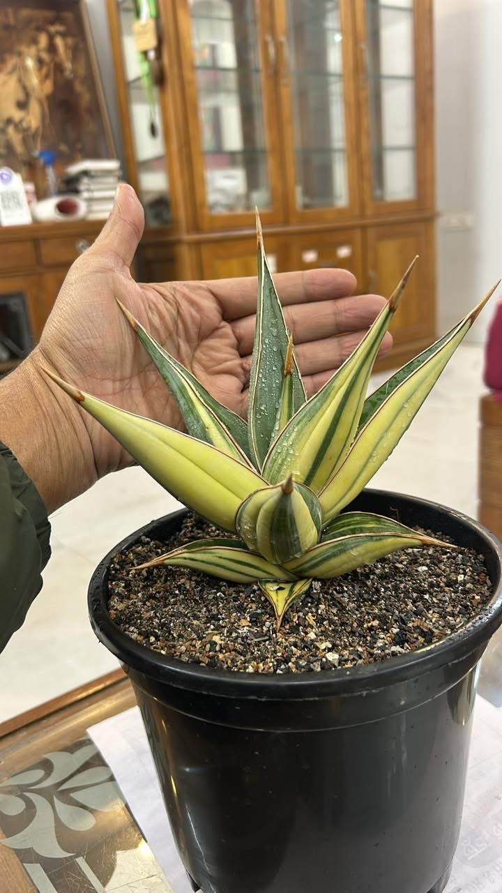 Sansevieria Pinguicula Variegated