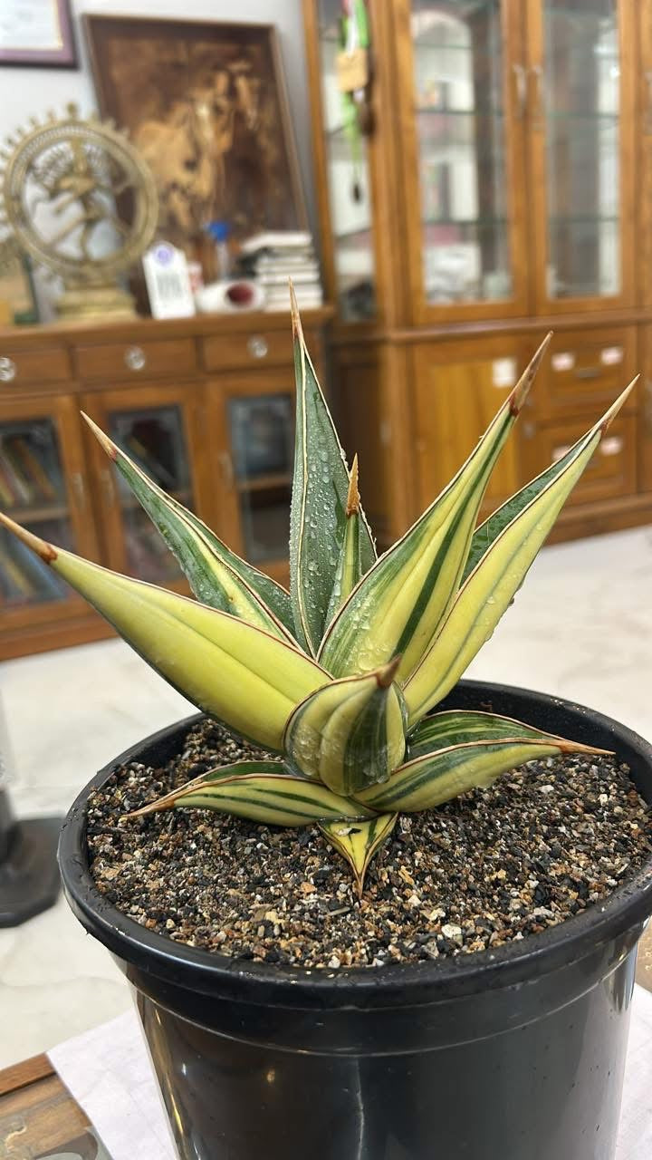Sansevieria Pinguicula Variegated