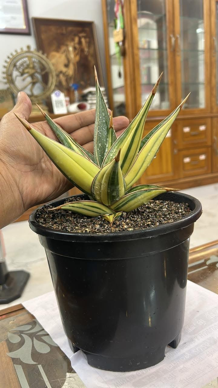 Sansevieria Pinguicula Variegated