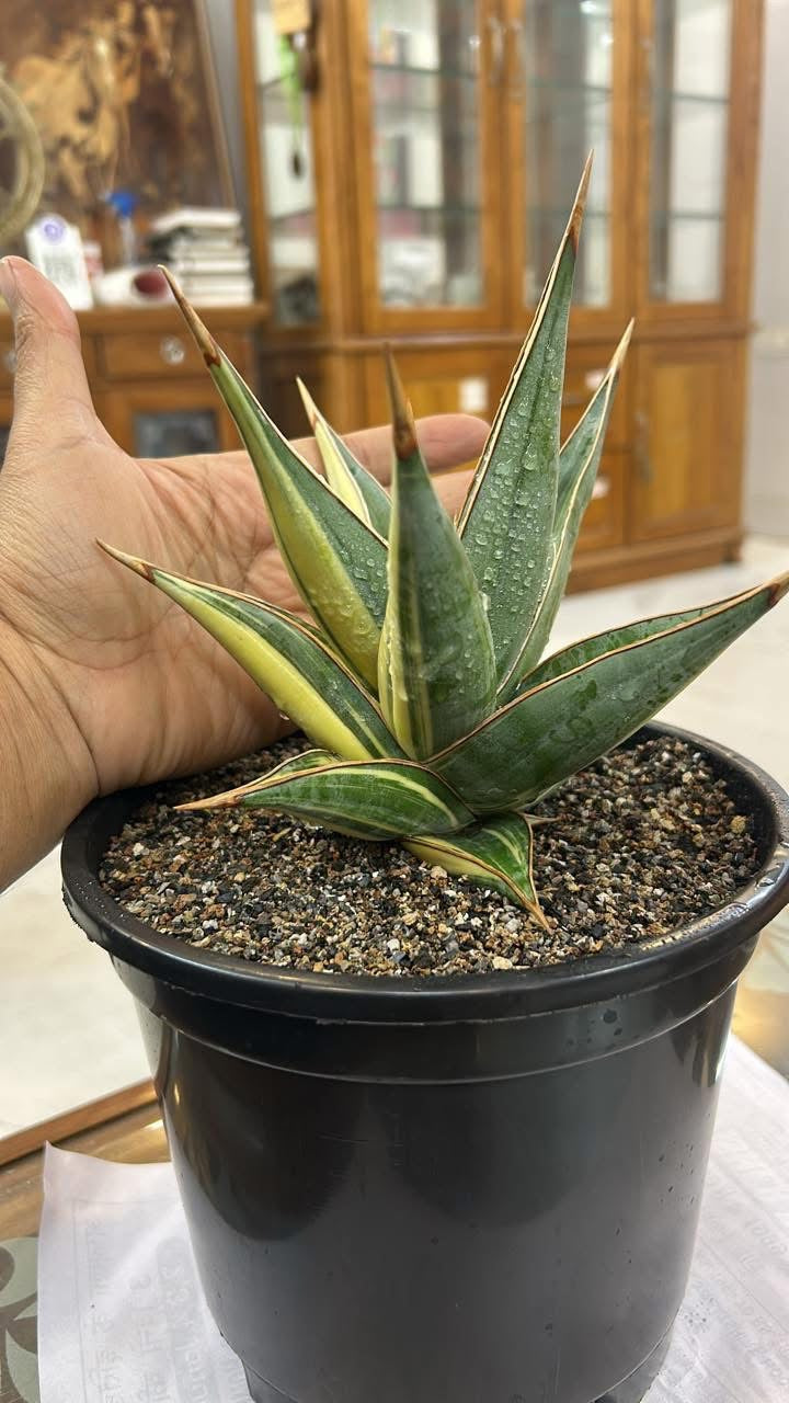 Sansevieria Pinguicula Variegated