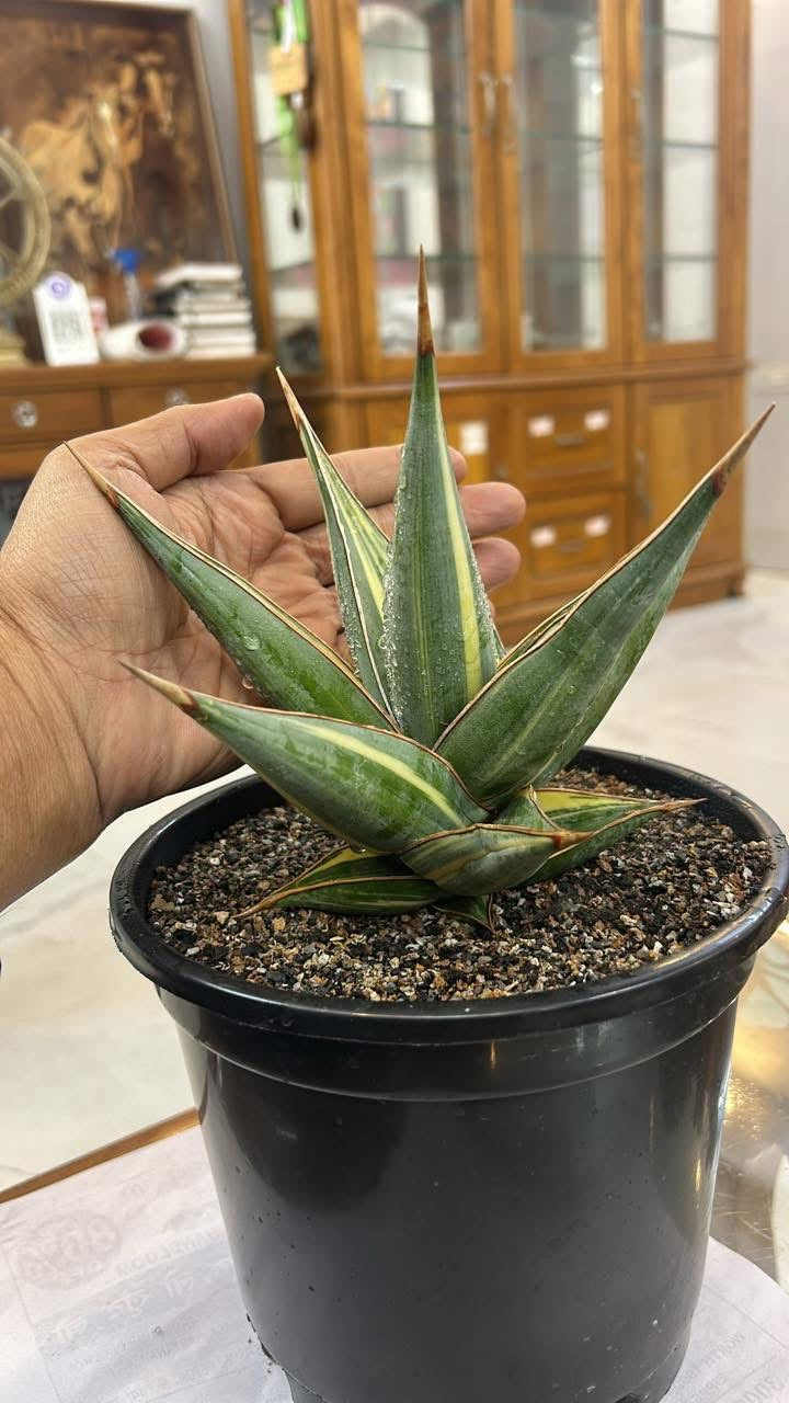 Sansevieria Pinguicula Variegated
