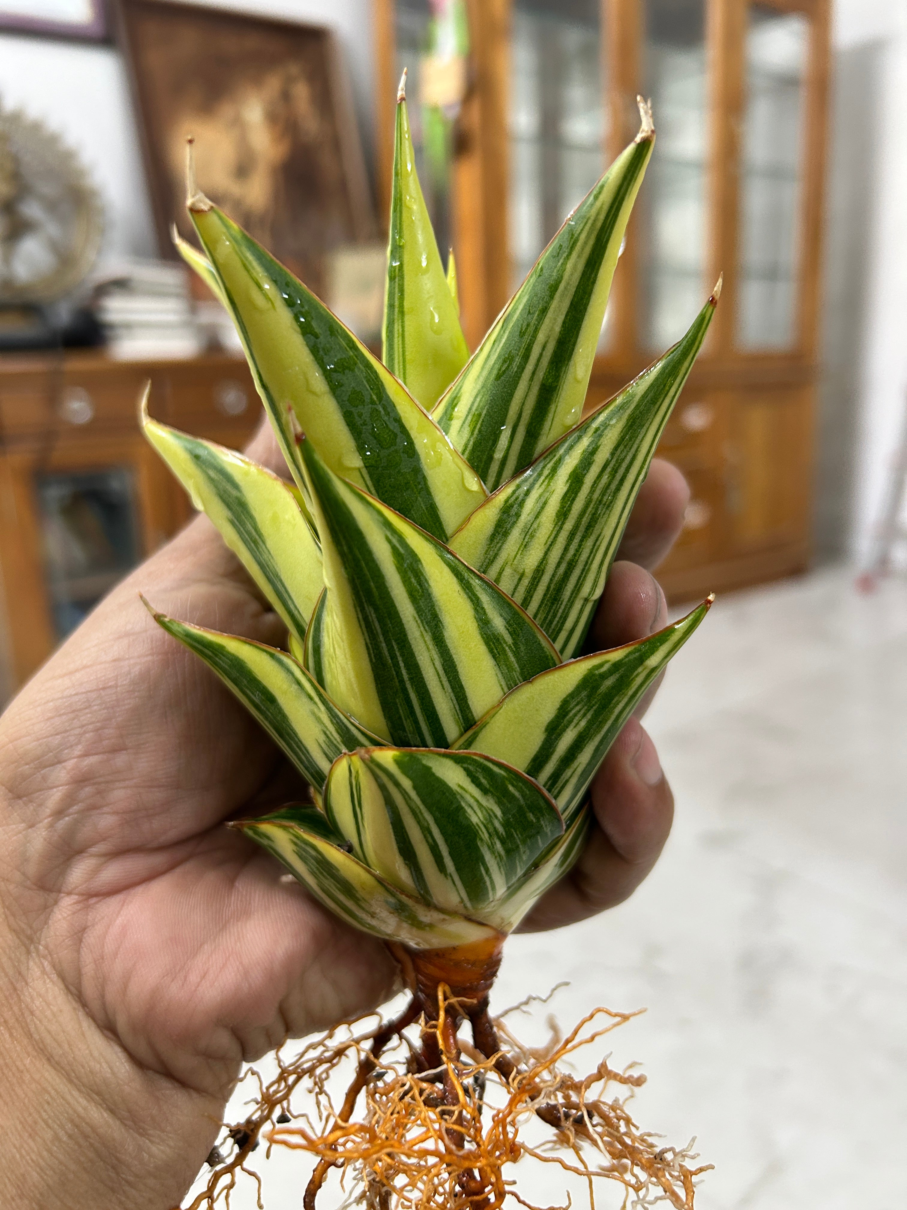 Sansevieria INDONESIAN TOWER or TOWER VARIEGATED