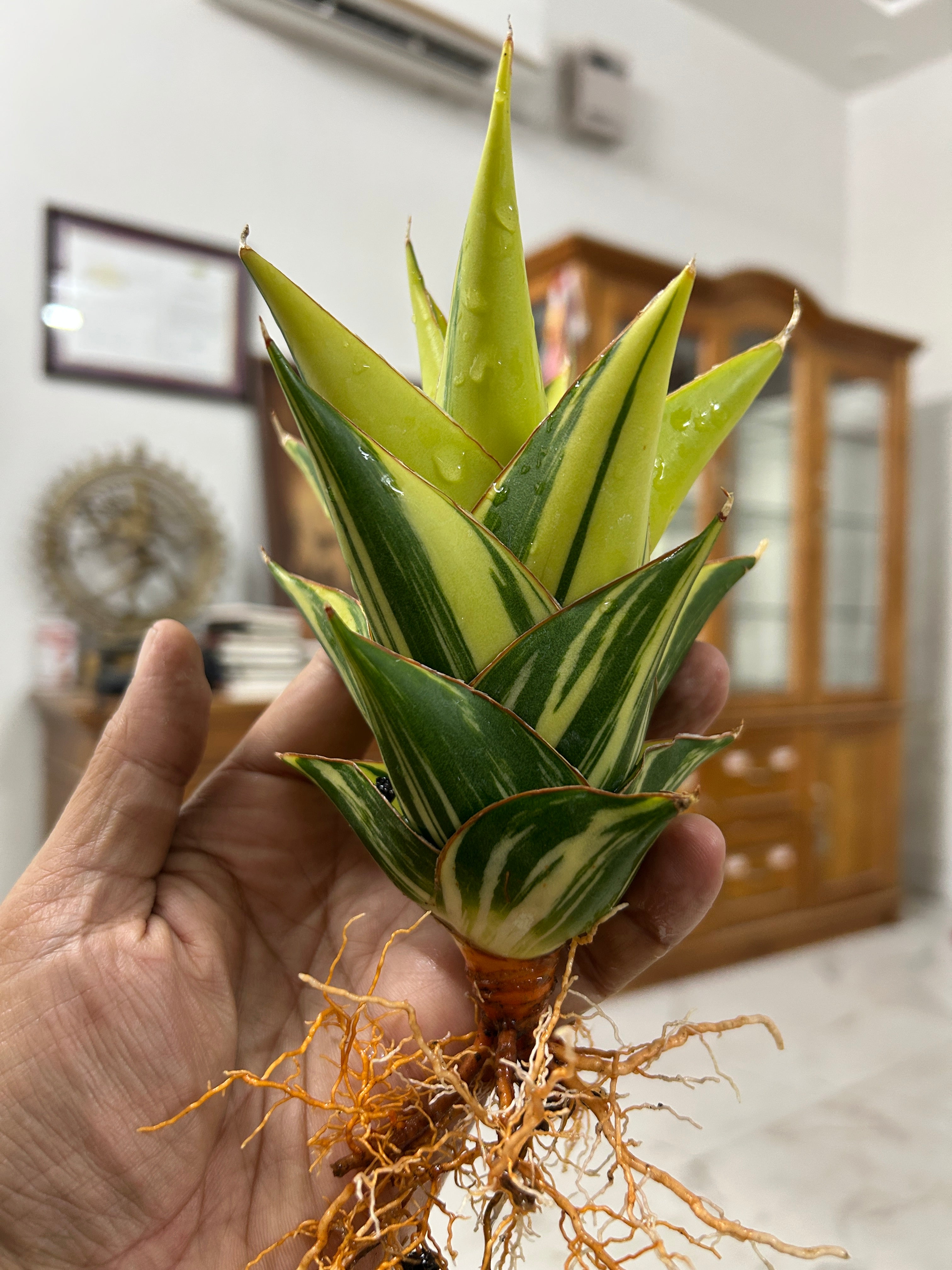 Sansevieria INDONESIAN TOWER or TOWER VARIEGATED