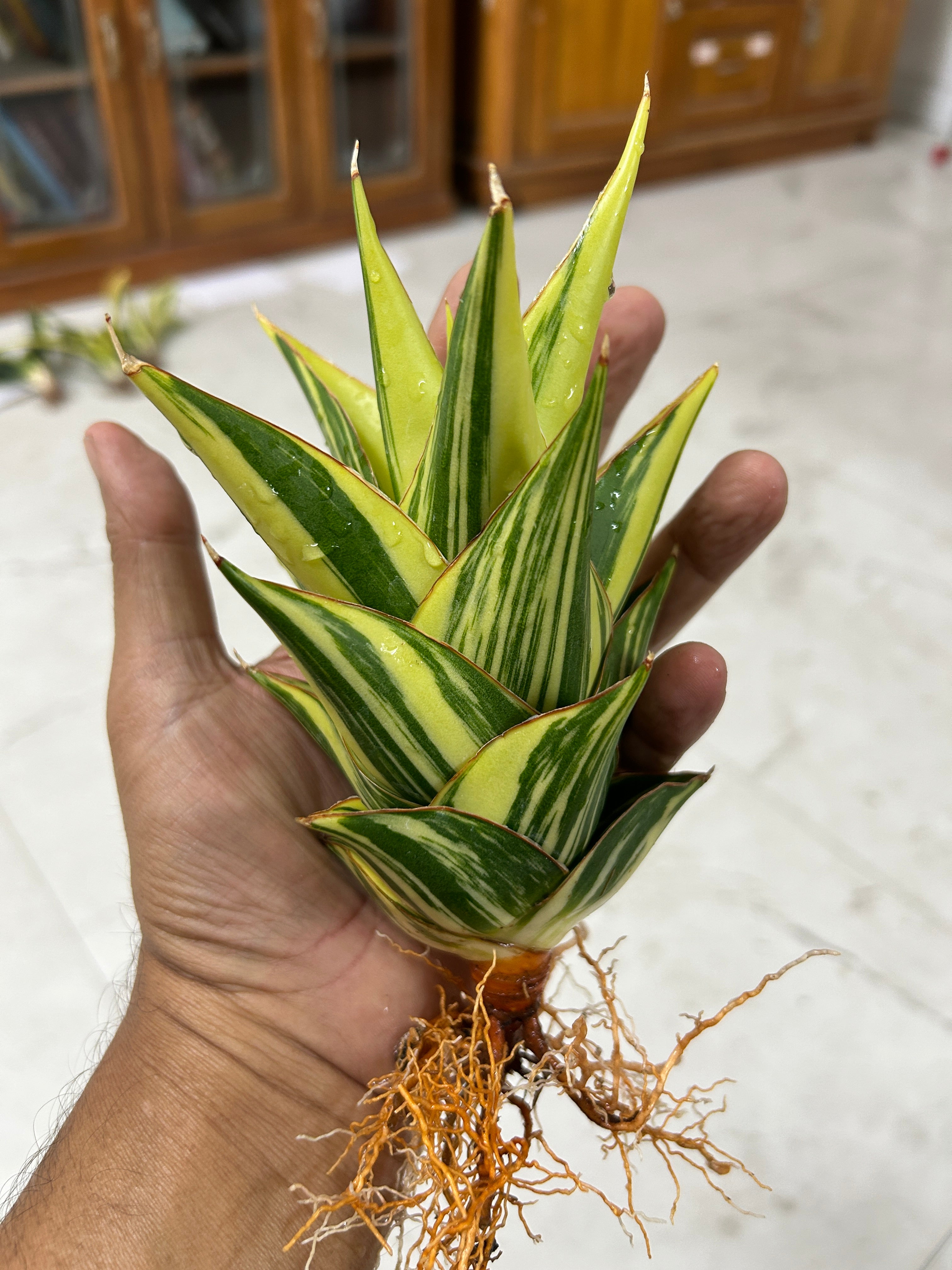 Sansevieria INDONESIAN TOWER or TOWER VARIEGATED