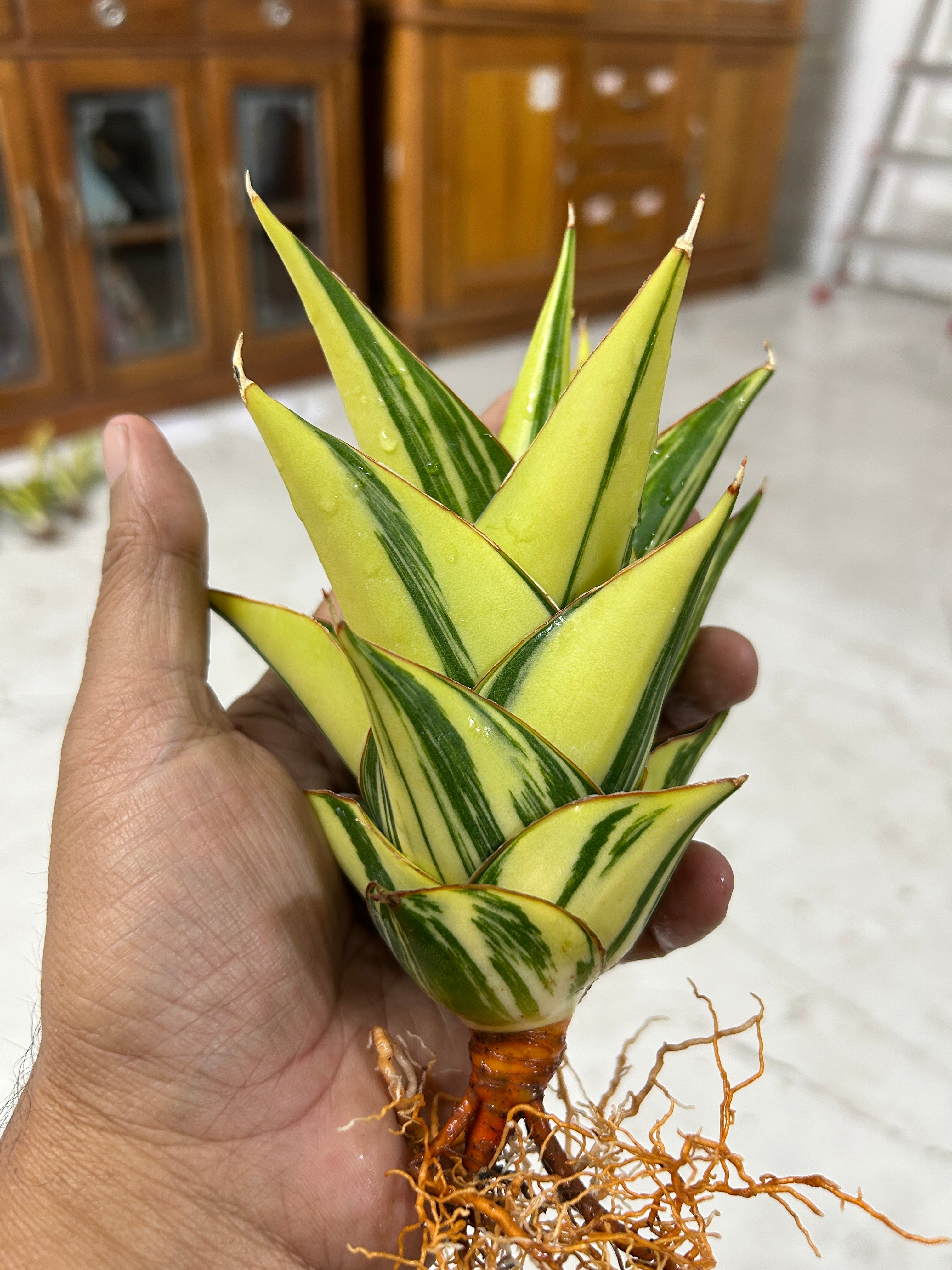 Sansevieria INDONESIAN TOWER or TOWER VARIEGATED