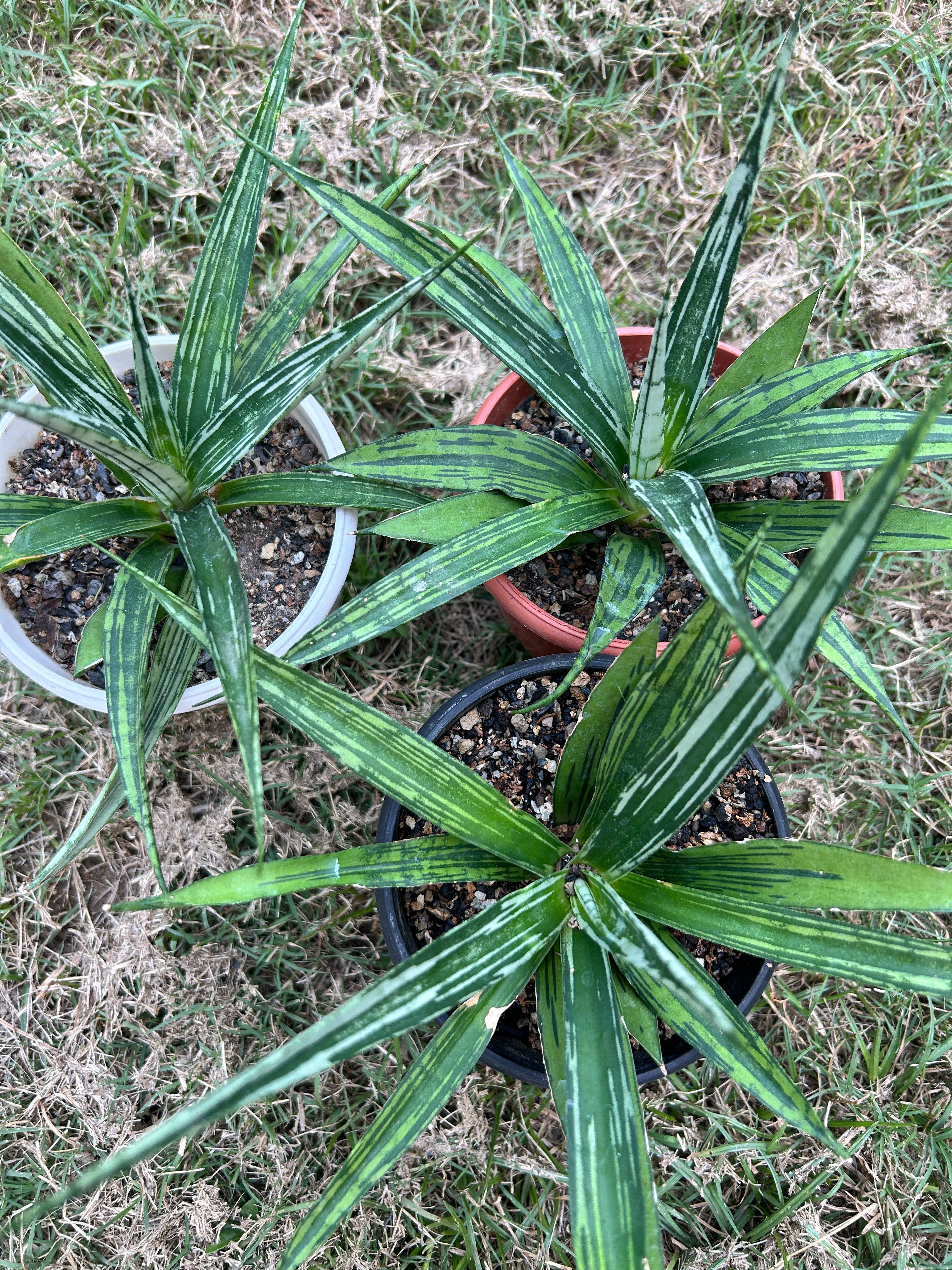 Sansevieria Fon Prum