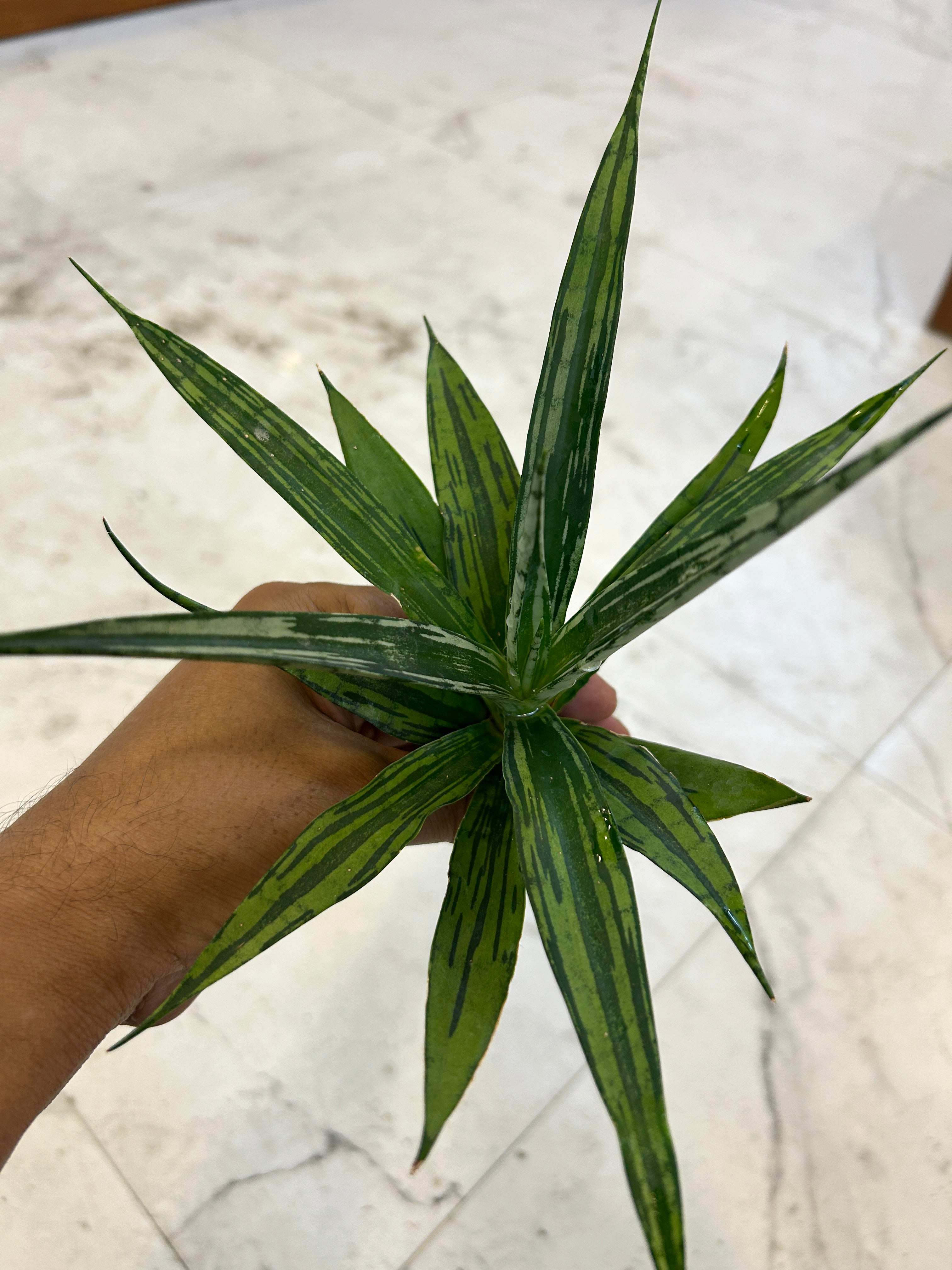 Sansevieria Fon Prum