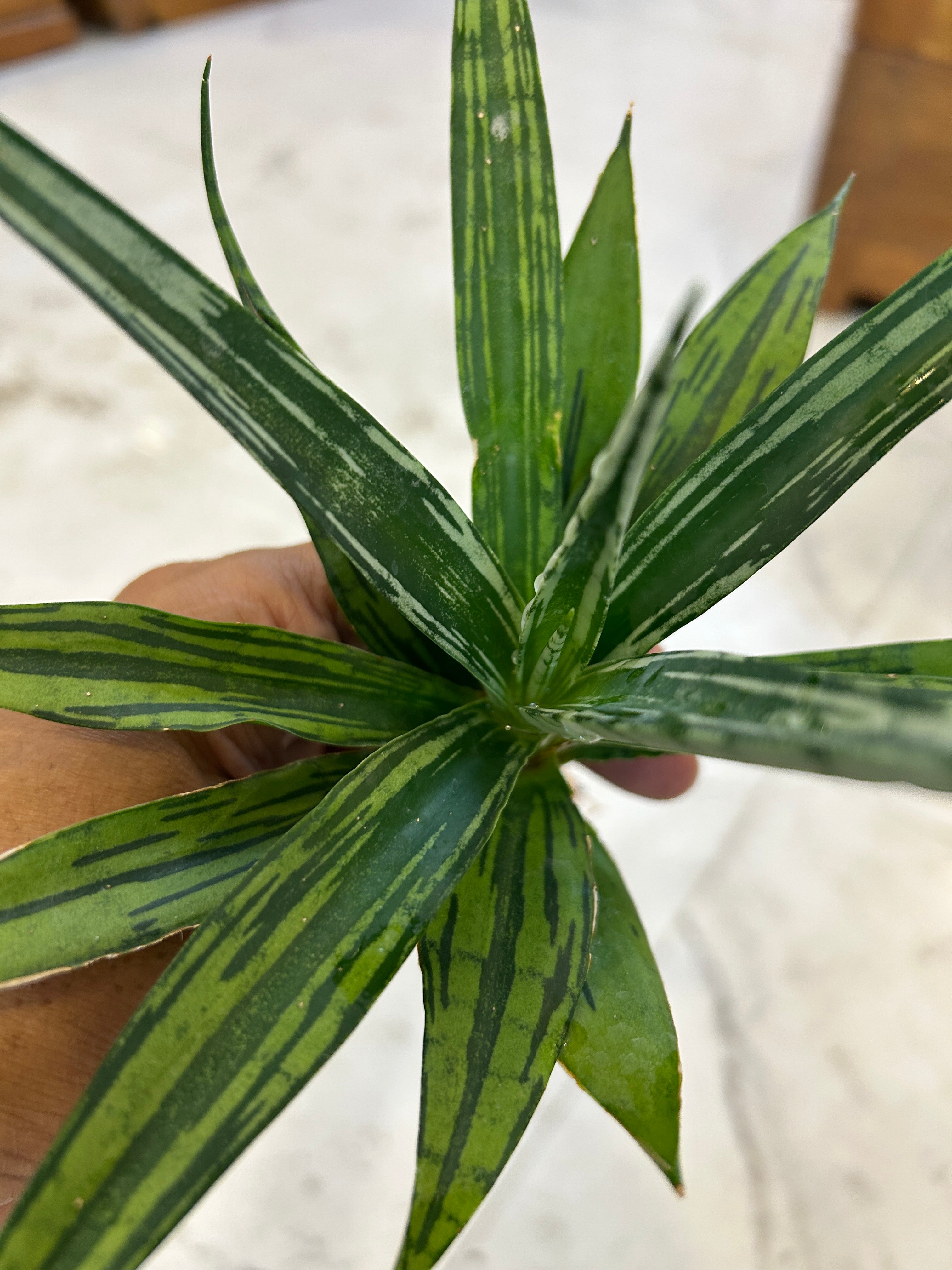 Sansevieria Fon Prum