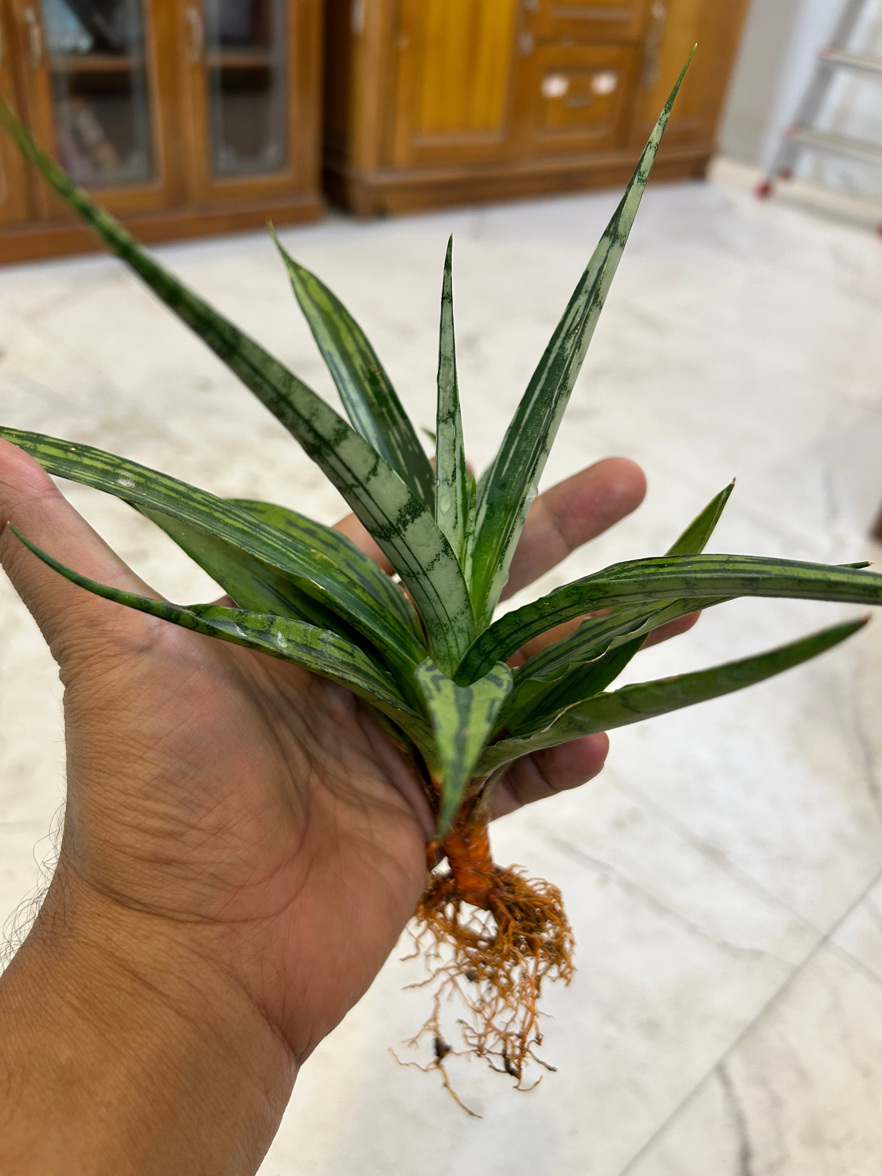 Sansevieria Fon Prum