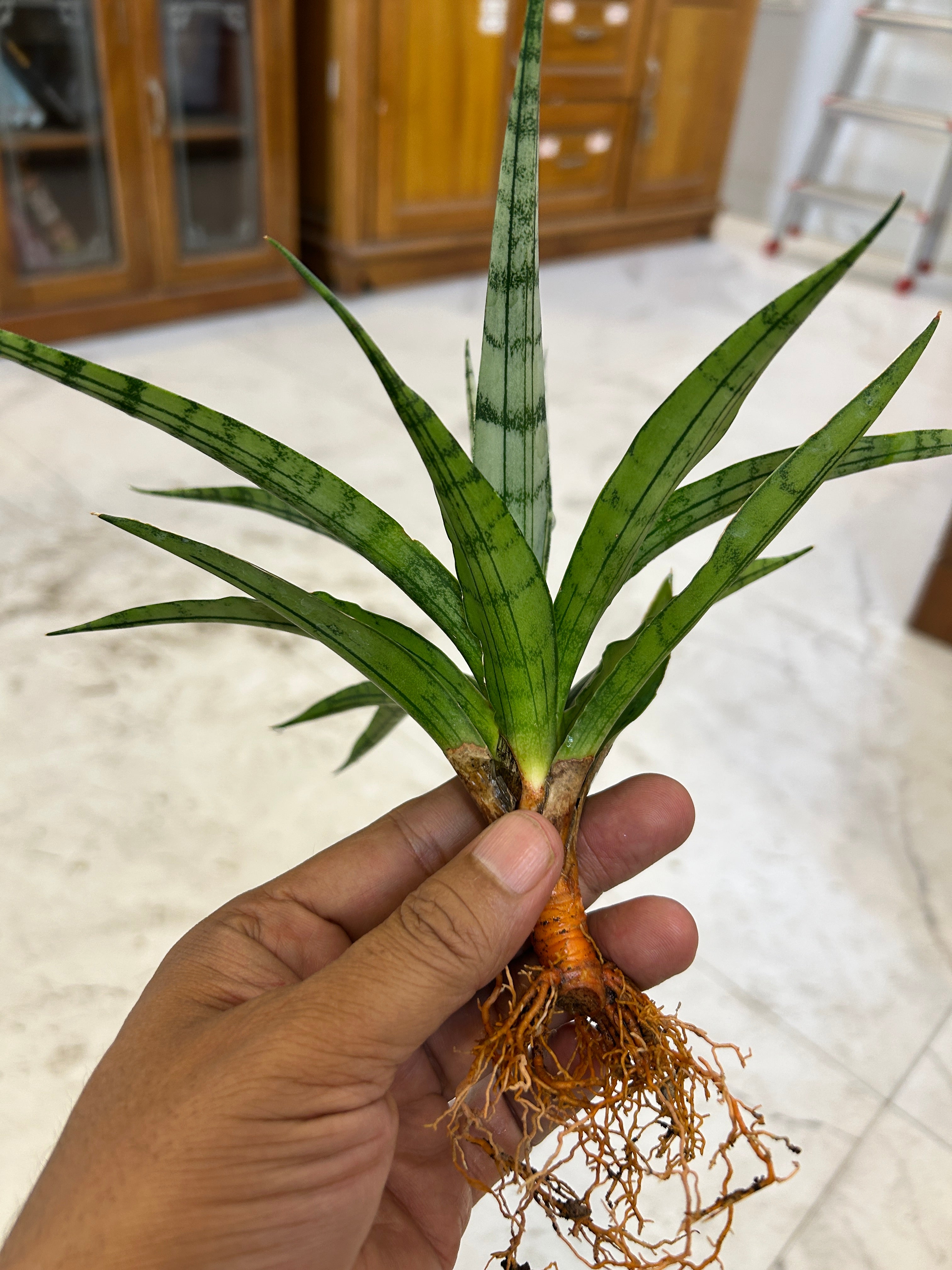 Sansevieria Fon Prum