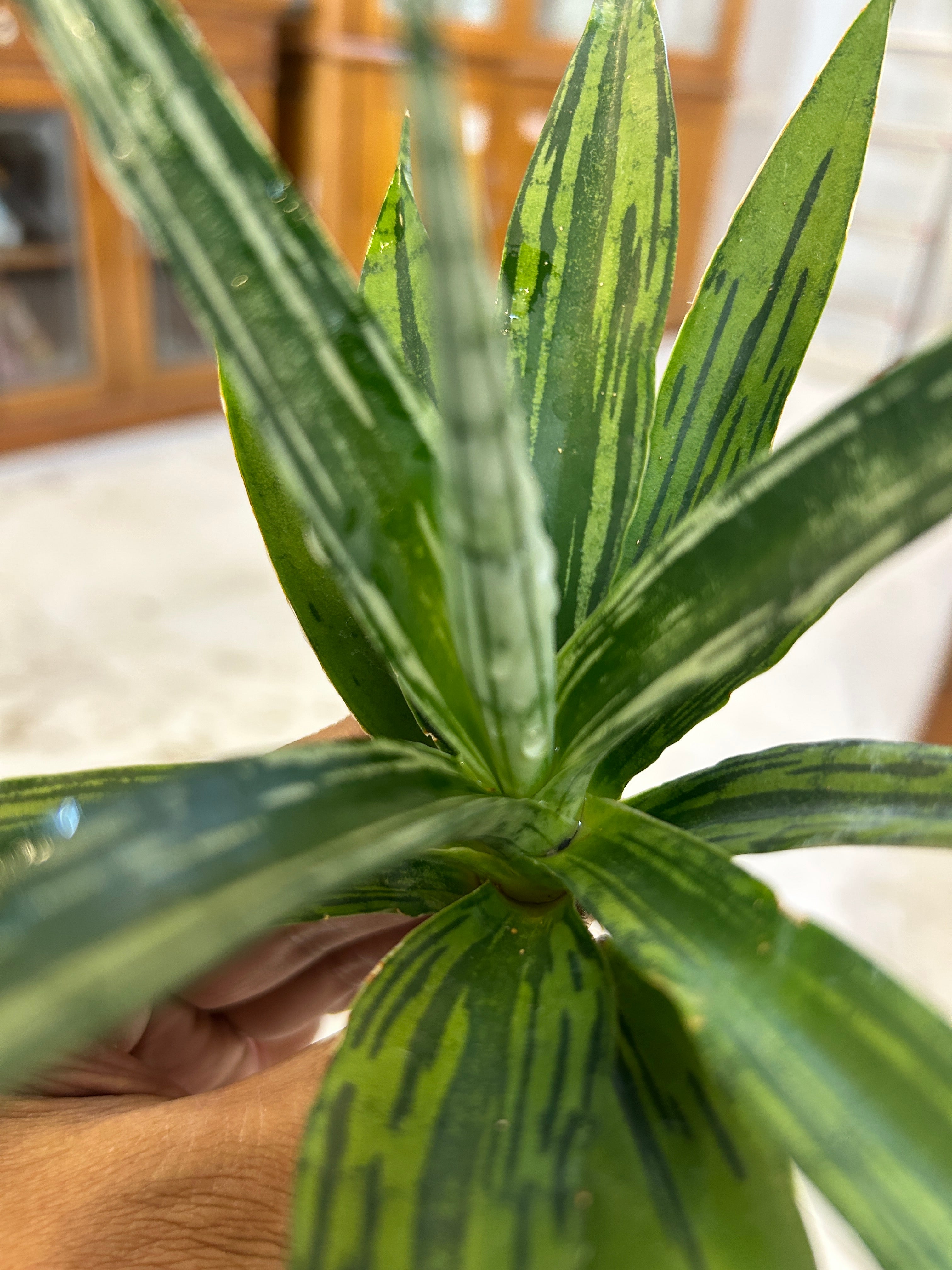 Sansevieria Fon Prum