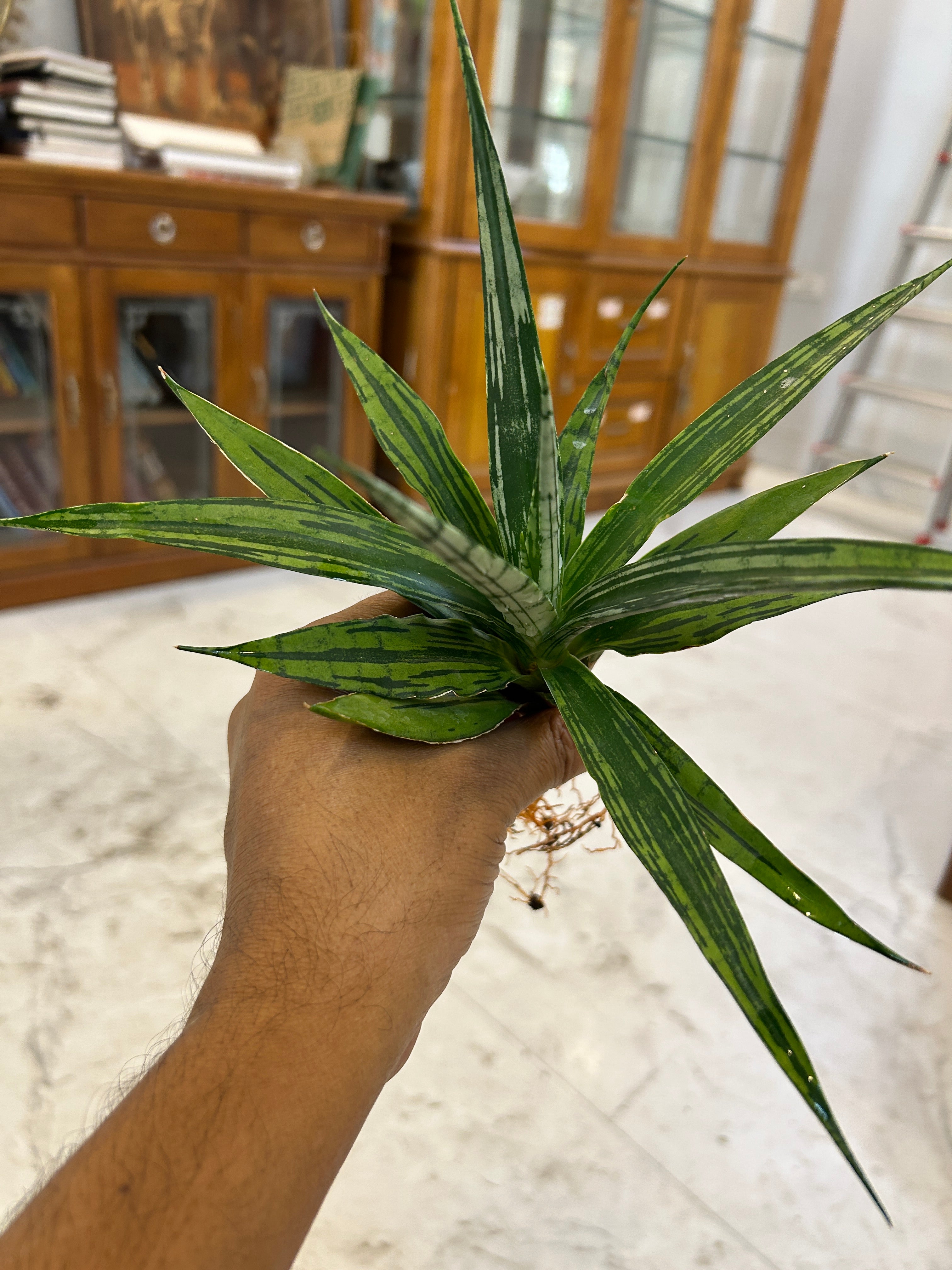 Sansevieria Fon Prum